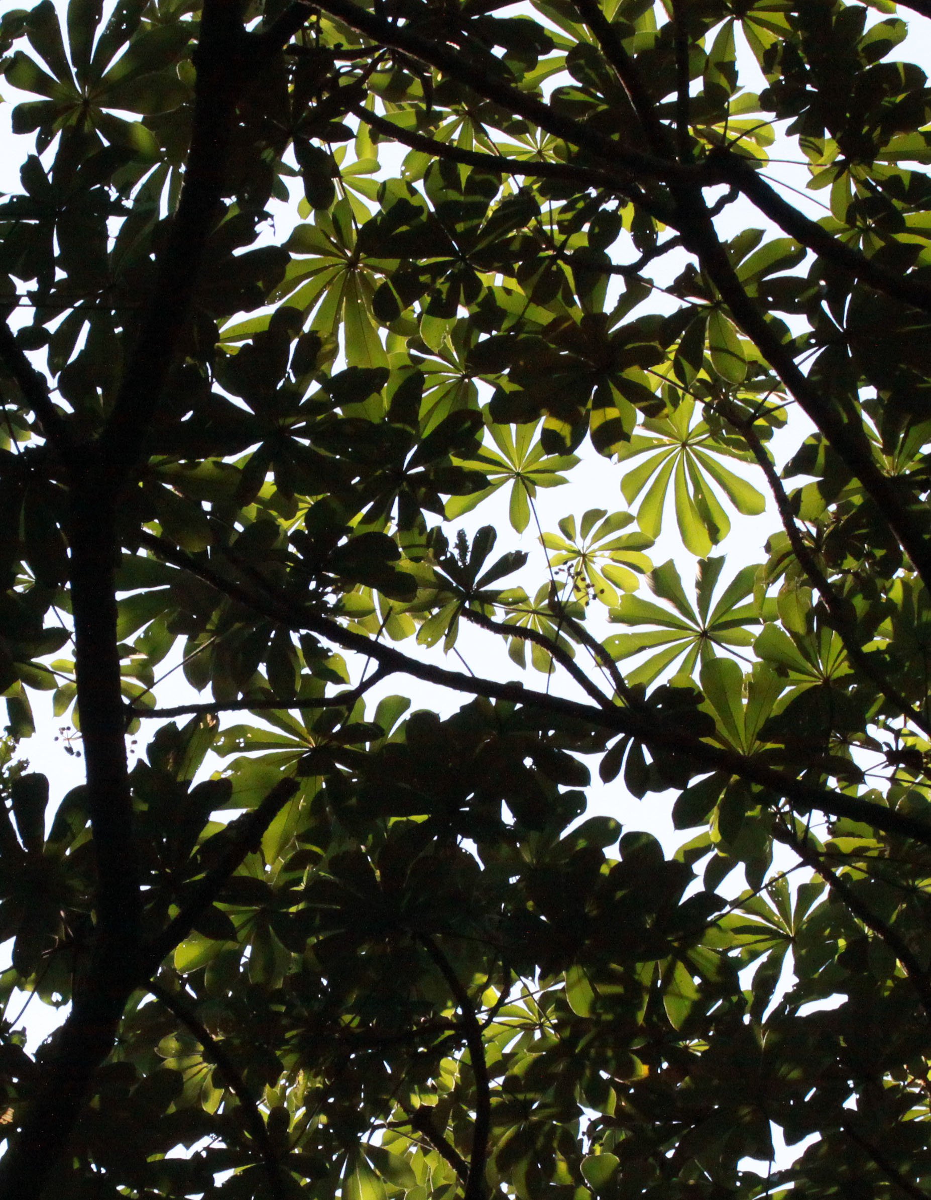 NYUNGWE NATIONAL PARK RWANDA (573).JPG