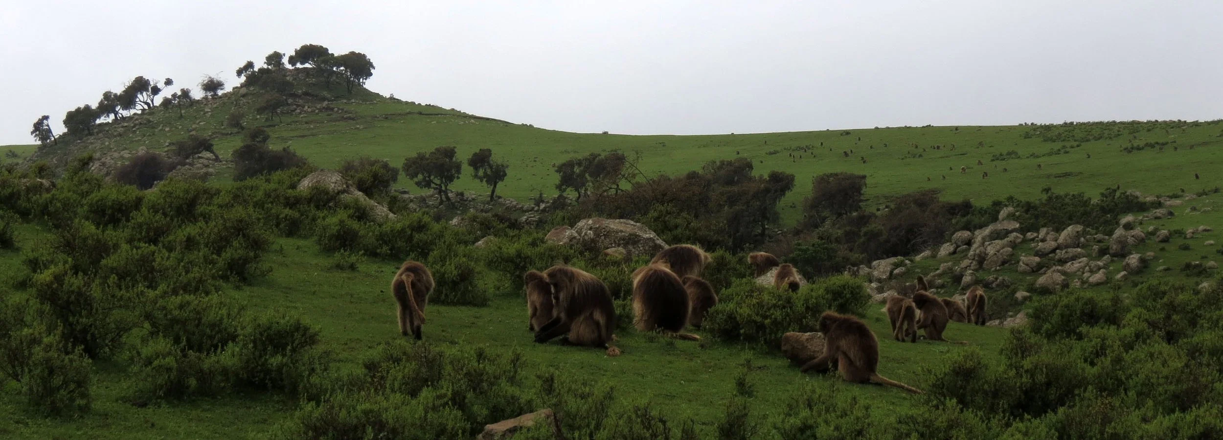 CERCOPITHECIDAE - Theropithecus gelada - GELADA - SIMIEN MOUNTAINS NATIONAL PARK ETHIOPIA (1607).JPG