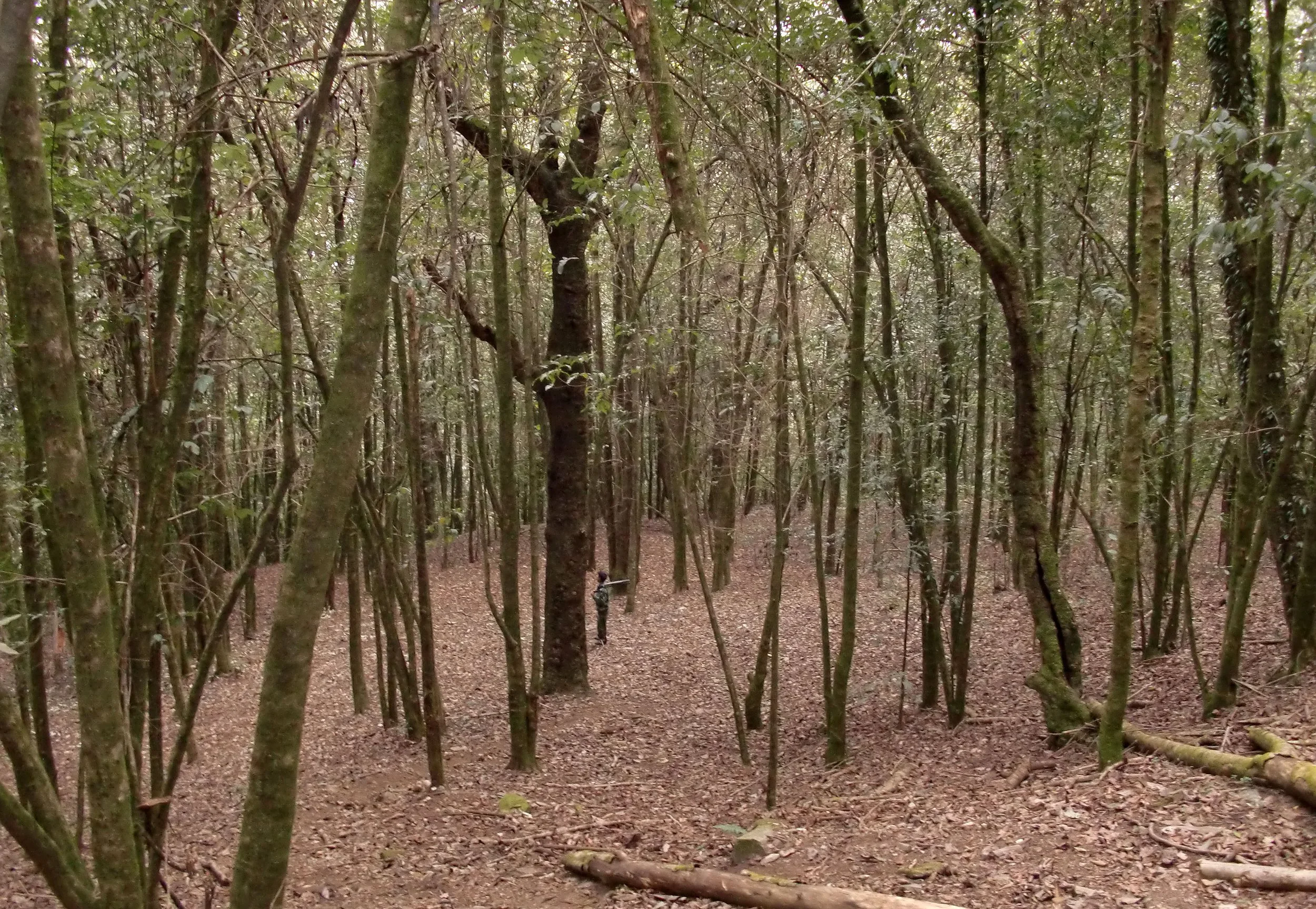 YUNNAN - WULIANGSHAN NATURE RESERVE AND SURROUNDING MOUNTAINS (47).JPG