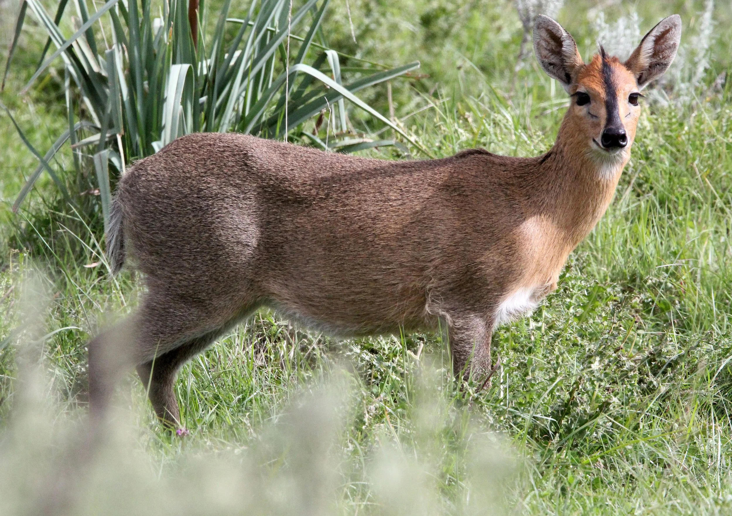 DUIKER - ETHIOPIAN RED DUIKER - Sylvicapra grimmia abyssinica - BALE MOUNTAINS NATIONAL PARK ETHIOPIA (15).JPG