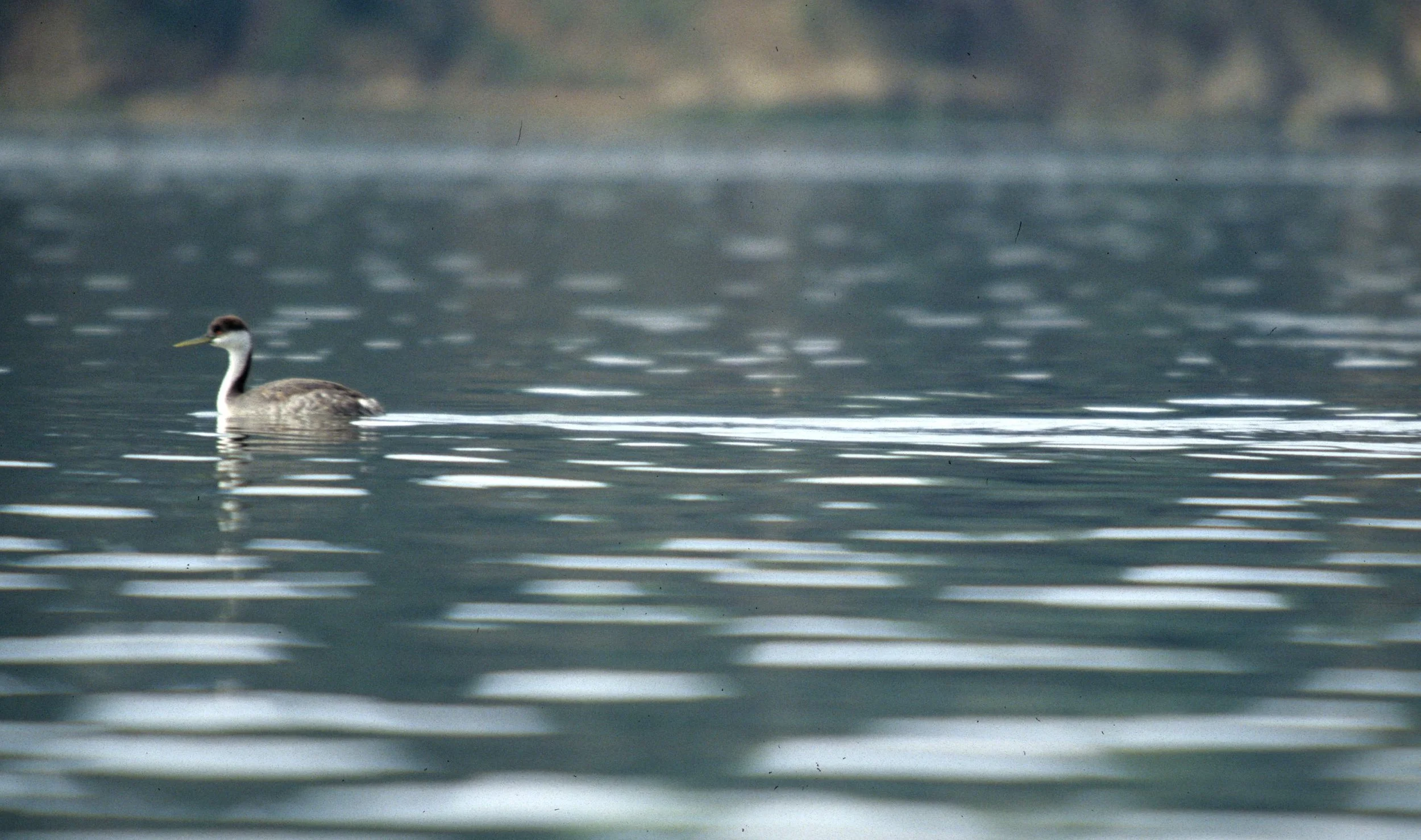 Western Grebe (Aechmophorus occidentalis) Bodega Bay California (2).jpg