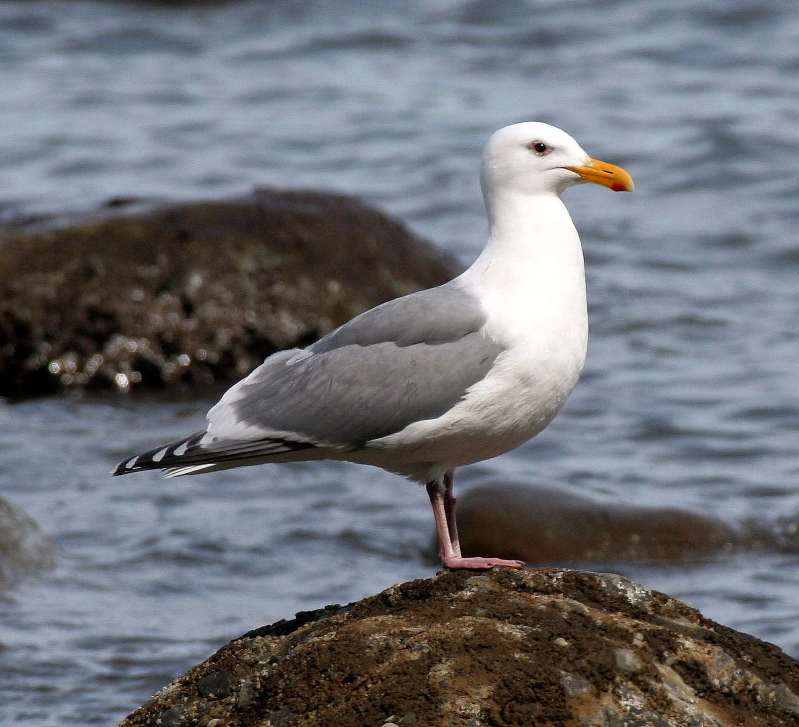 BIRD - GULL - GLAUCOUS-WINGED GULL - LAKE FARM BEACH WA (9).JPG