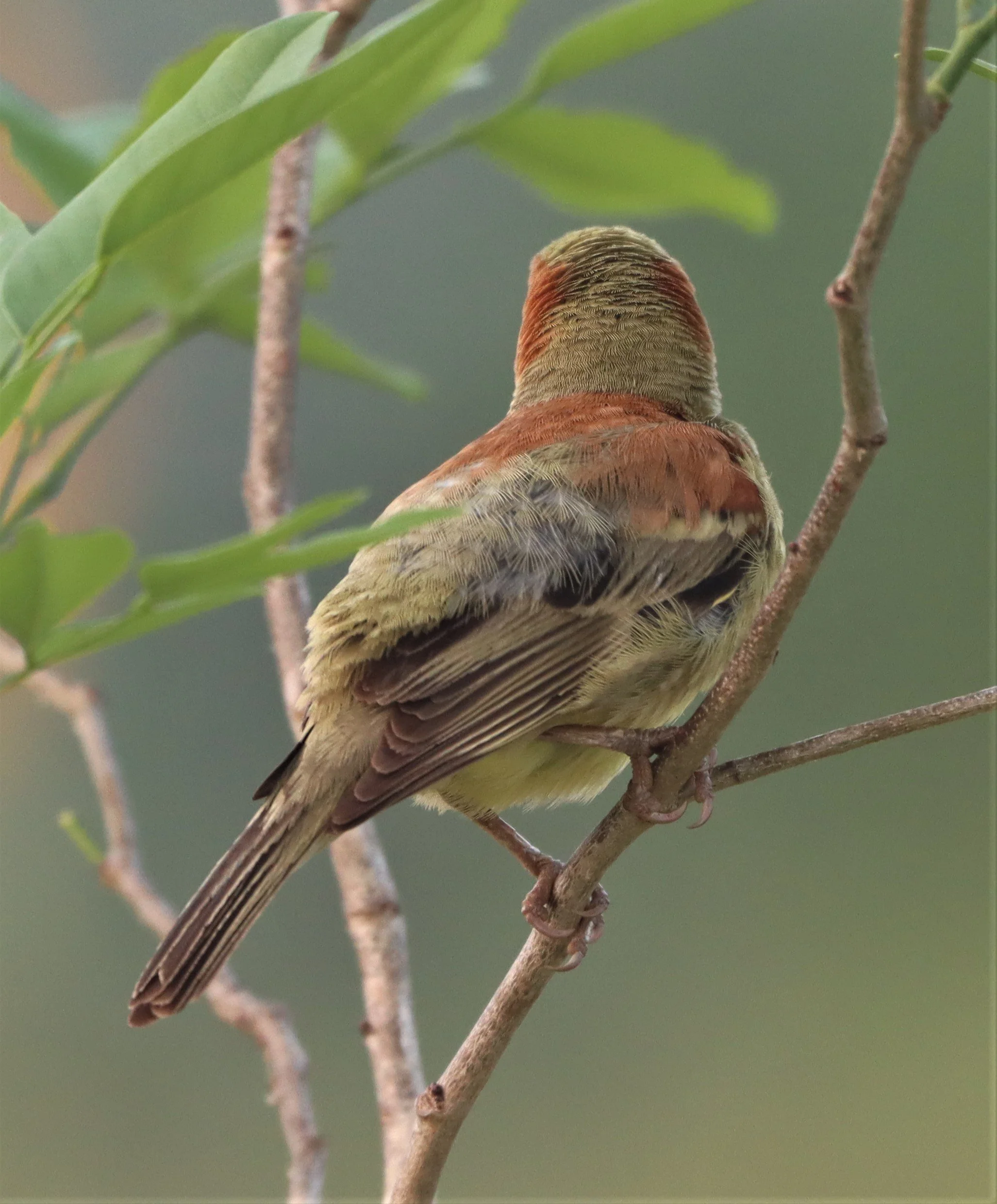 Plain-backed Sparrow (Passer flaveolus) Kabin Buri Wetlands Thailand (9).jpg