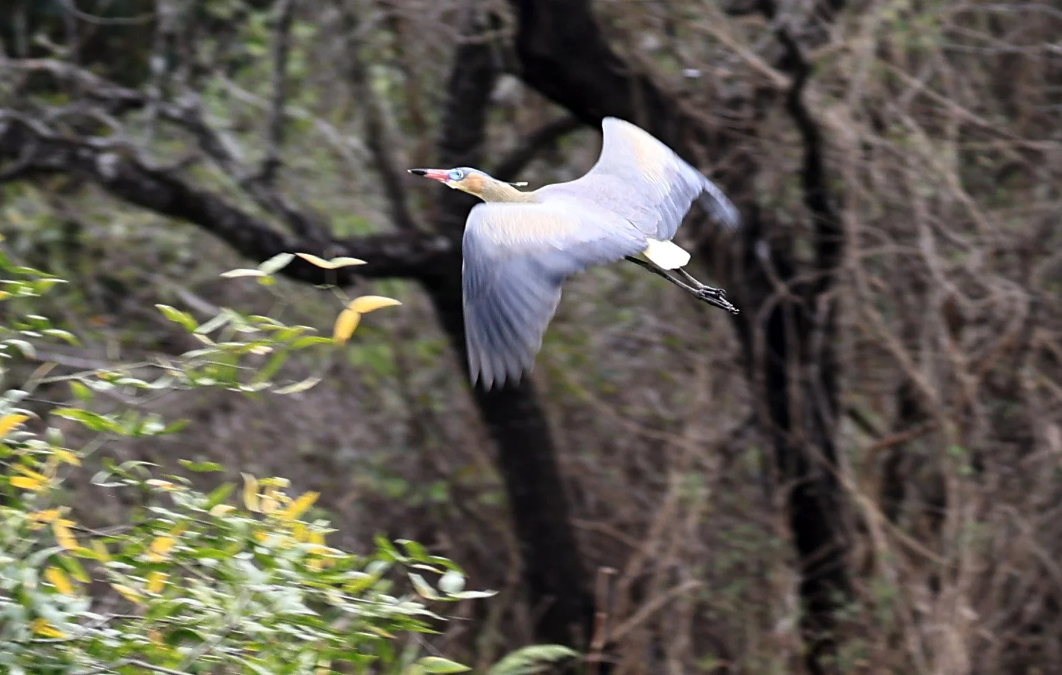 Whistling Heron (Syrigma sibilatrix) Agua Dulce Paraguay