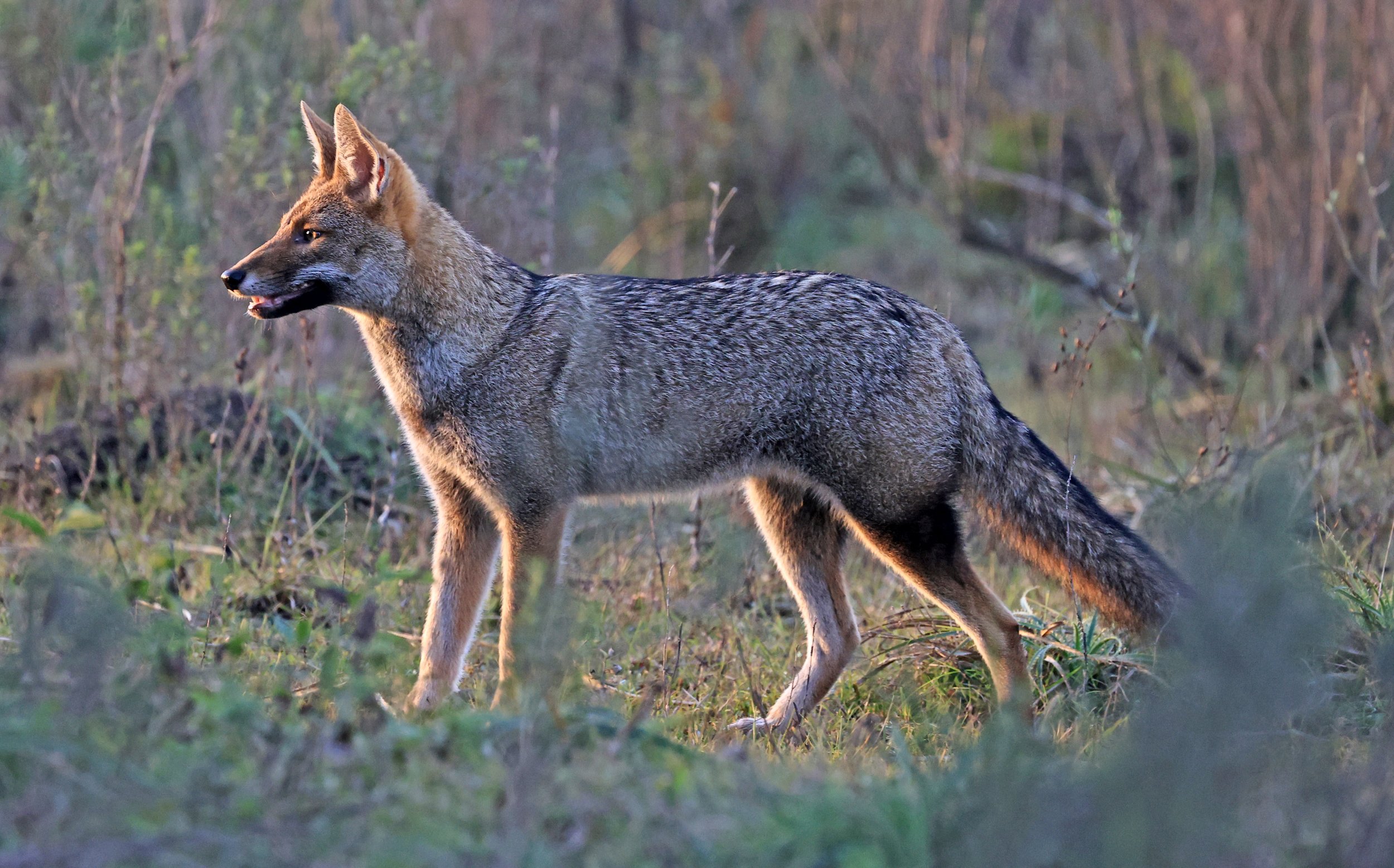 Pampas Fox (Lycalopex gymnocercus) El Palmar National Park, Entre Rios, Argentina (3).jpg