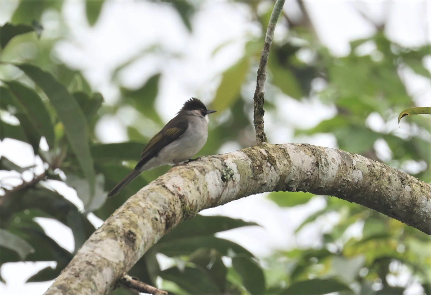 BULBUL - ASHY BULBUL - Hemixos flavala - KAENG KRACHAN PHANOEN THUNG 26 NOV 2021 (6).jpg