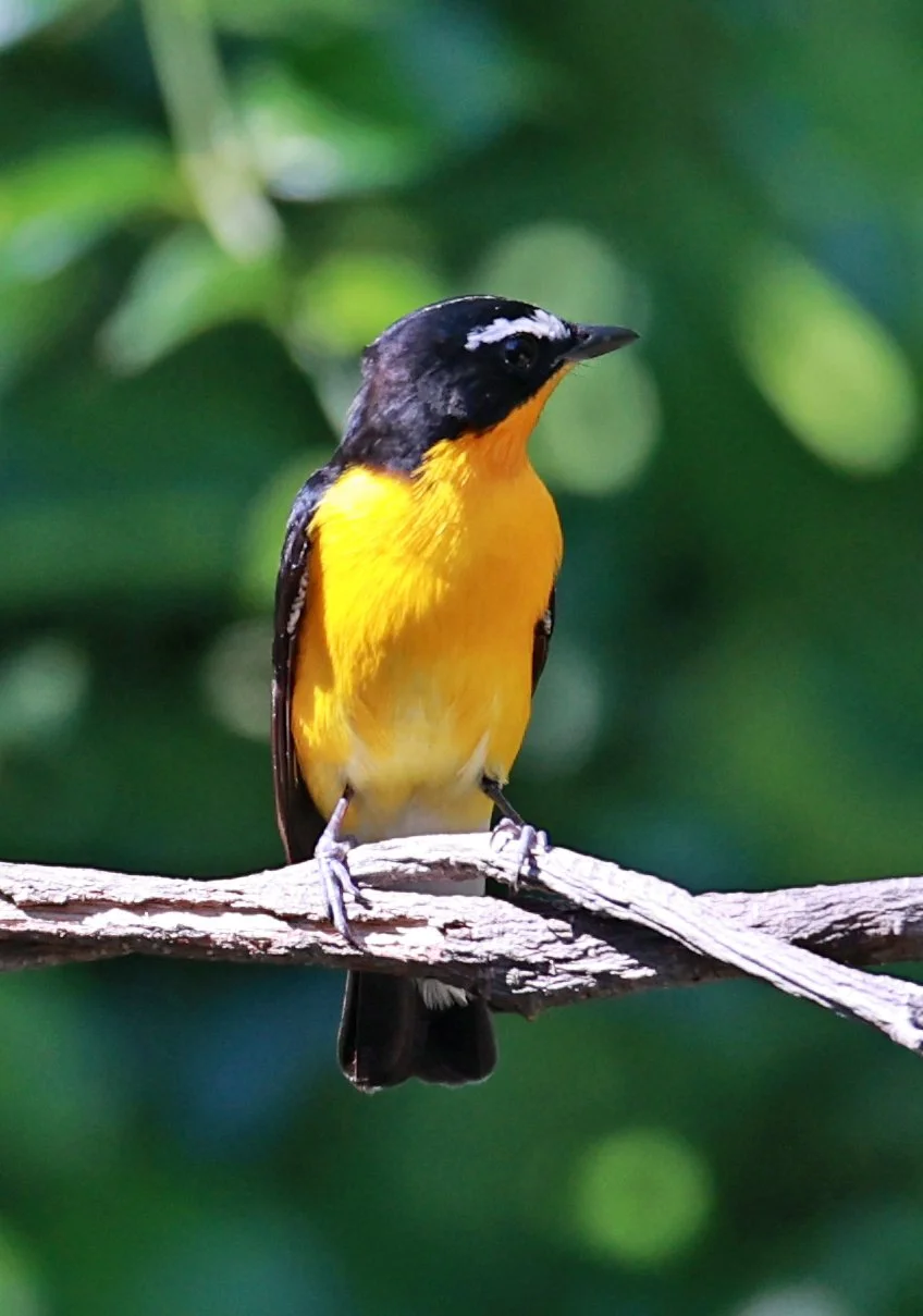 Flycatcher - Yellow-rumped Flycatcher - Ficedula zanthopygia - Bang Pu Mangrove Forest Reserve, Samut Prakan March 30, 2024 (40).jpg