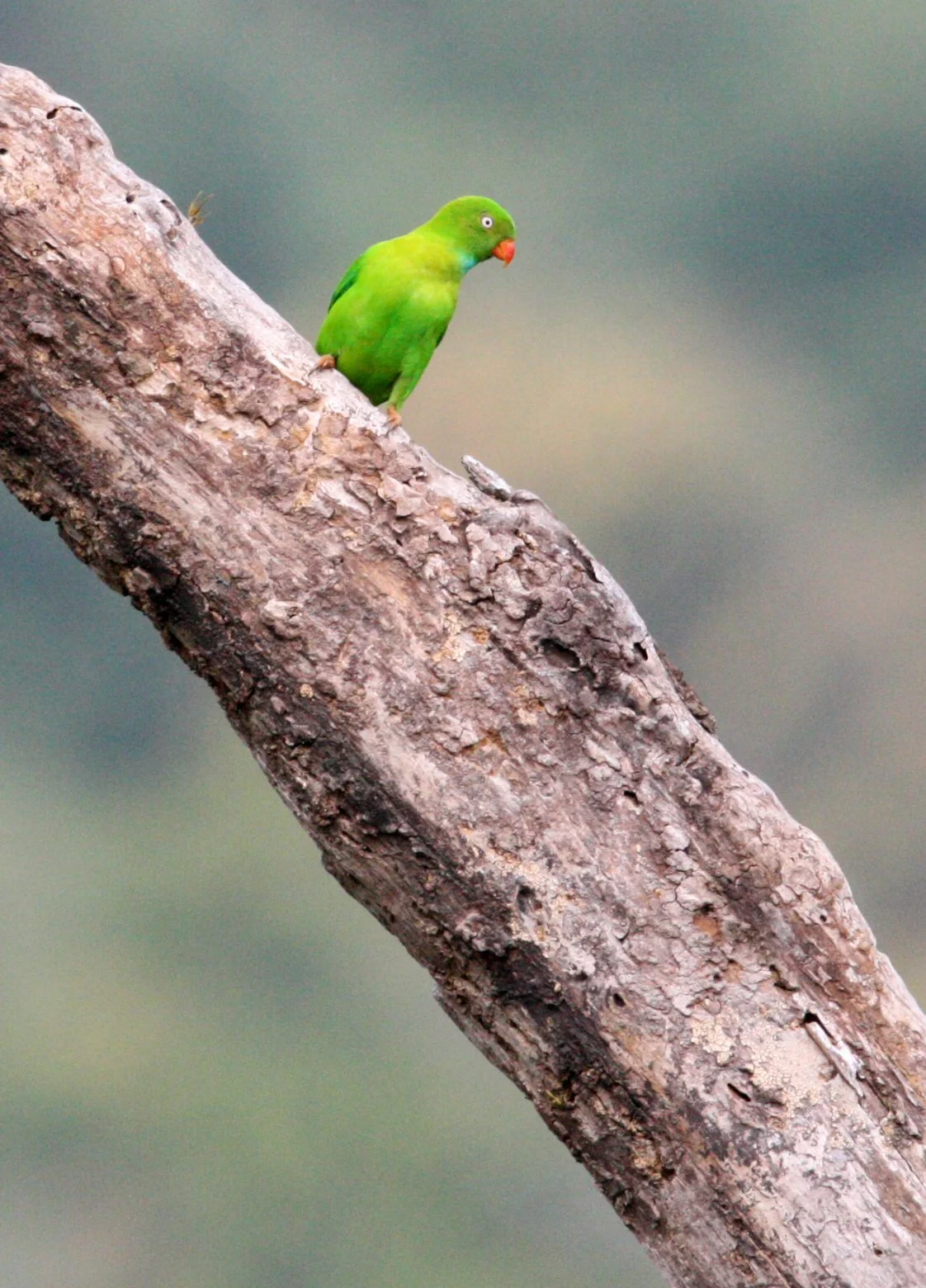 BIRD - PARROT - VERNAL HANGING PARROT - KAENG KRACHAN NP THAILAND (12).JPG