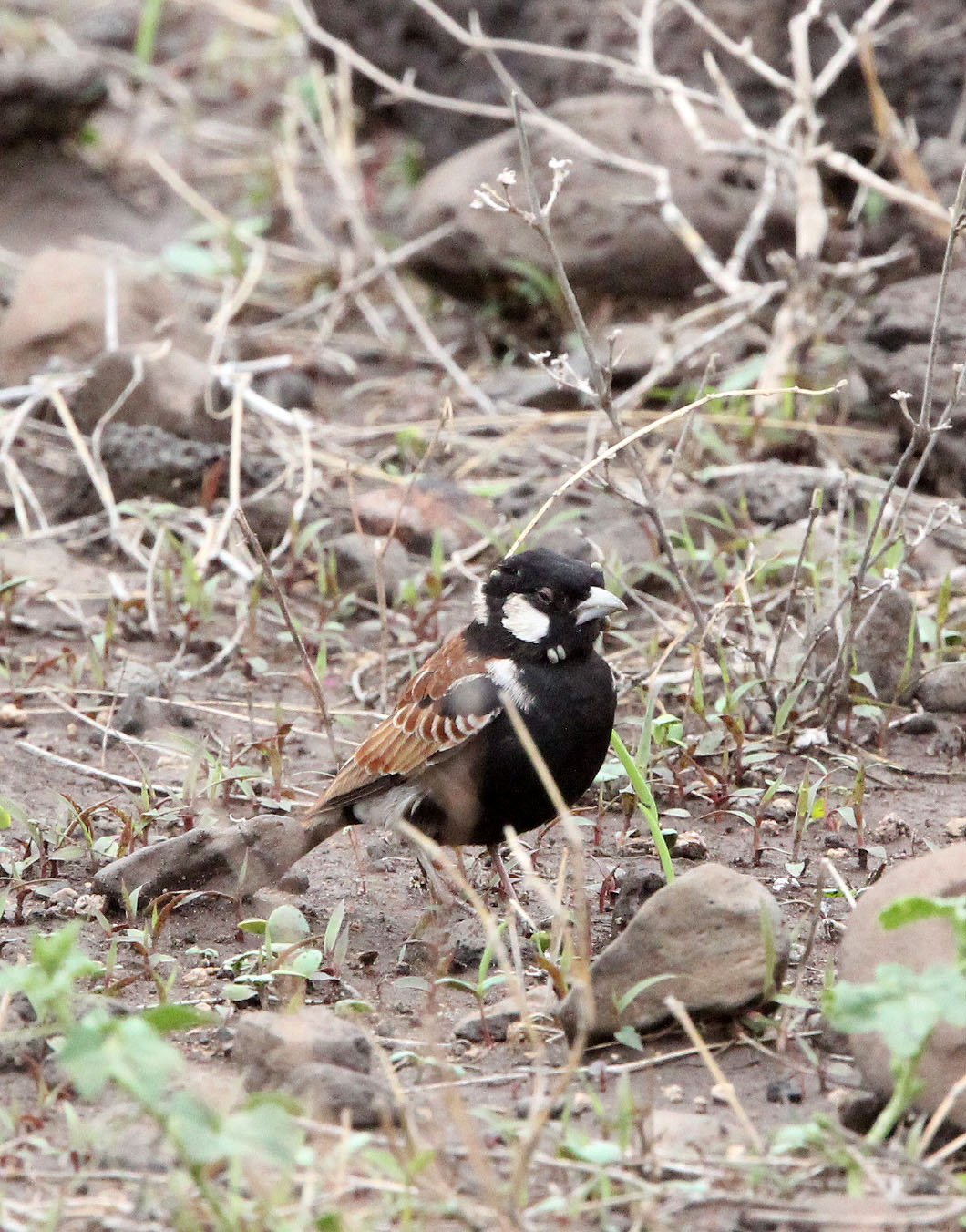 Chestnut-backed Sparrow-Lark (Eremopterix leucotis) Ali Dege Plains Ethiopia (1).JPG