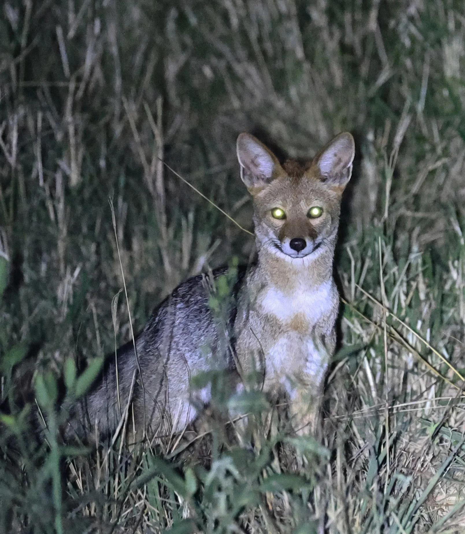 Pampas fox (Lycalopex gymnocercus) Hotel Campestre Iparoma Paraguay  (5).jpg