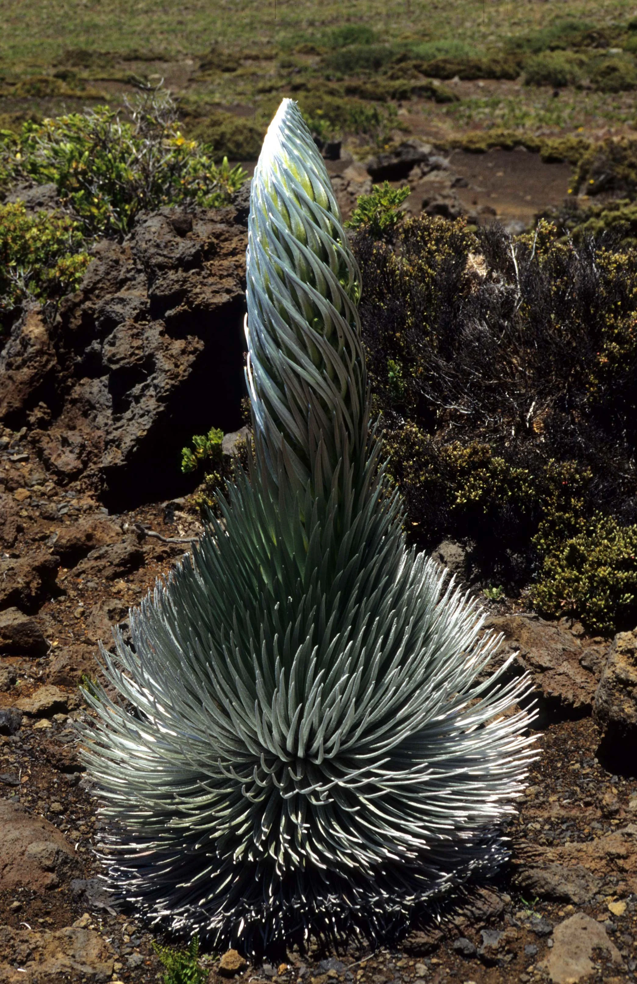 HAWAII - MAUI - SILVERSWORD - HALEAKALA NP (6).jpg