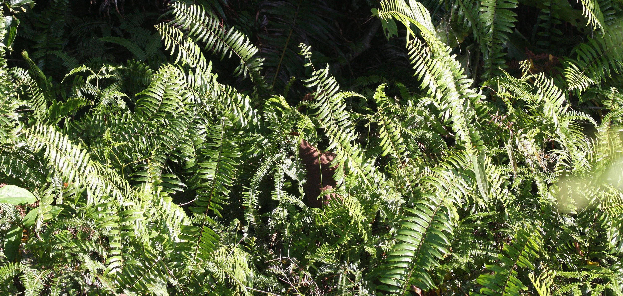 KRUNG CHIN THAILAND - PTERIDOPHYTE SPECIES B.JPG