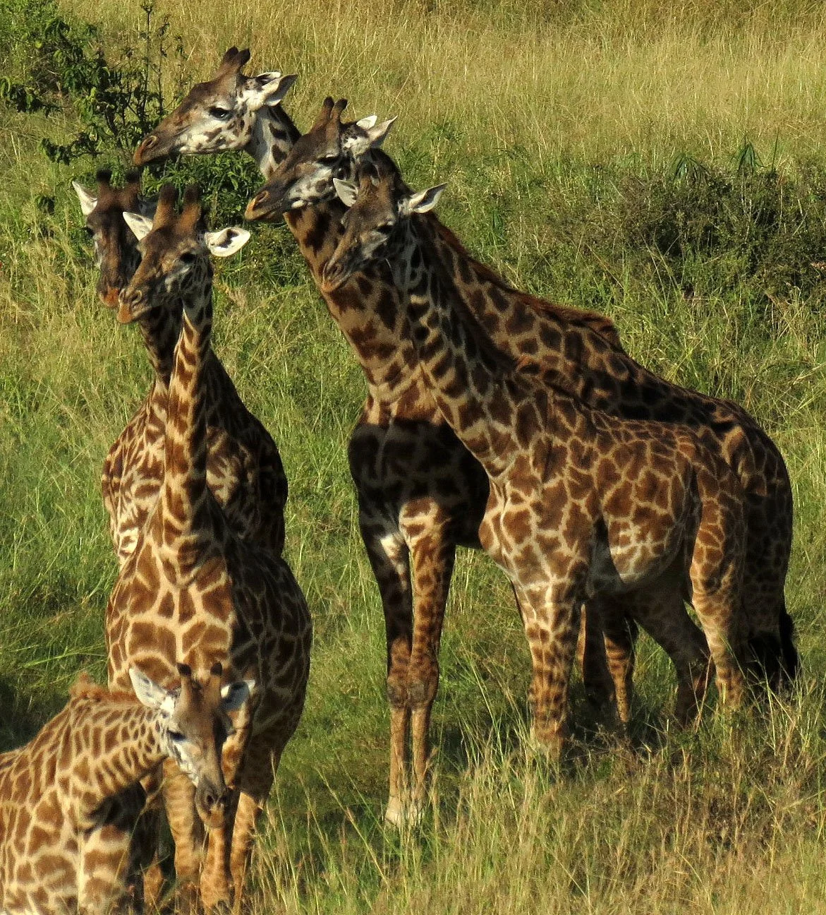 GIRAFFE - MASAI GIRAFFE - MASAI MARA NATIONAL PARK KENYA.JPG