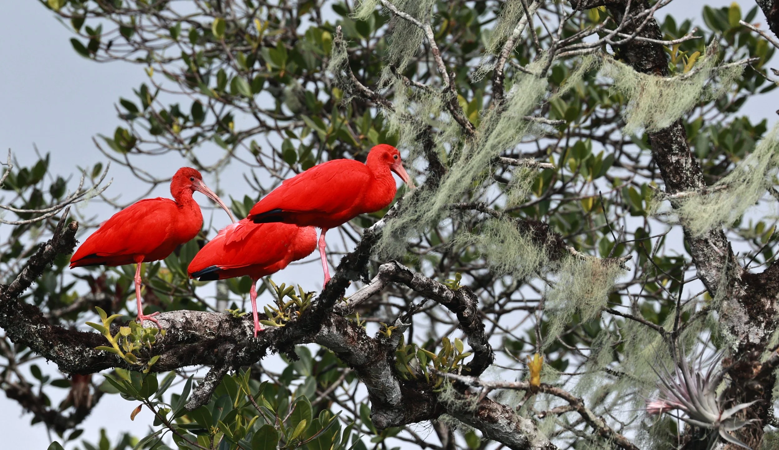 Scarlet Ibis (Eudocimus ruber) Superagüi National Park, Brazil (19).jpg