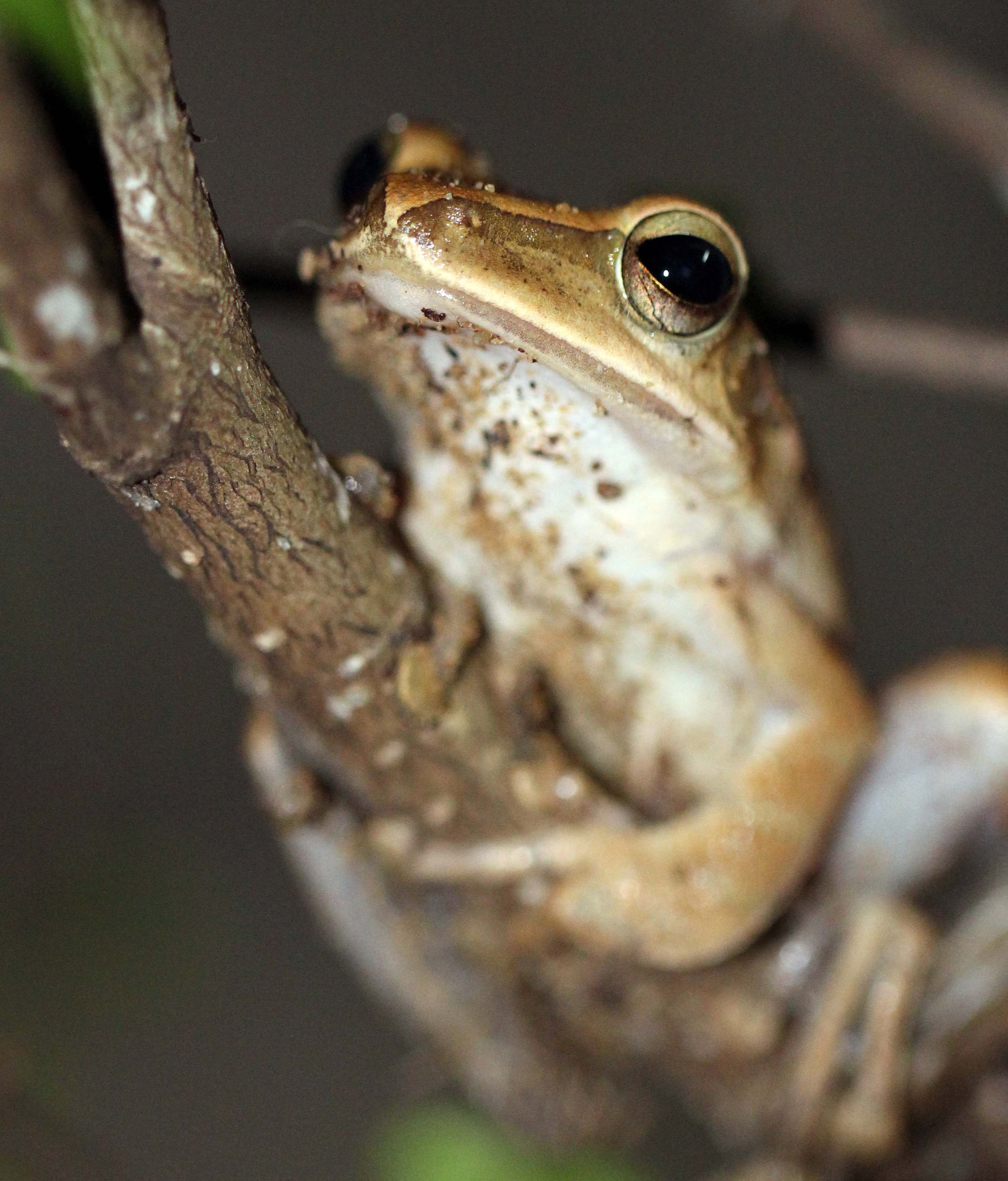 2013 - BANGKOK - NOVEMBER 2013 - MARCH 2014 (217).JPG