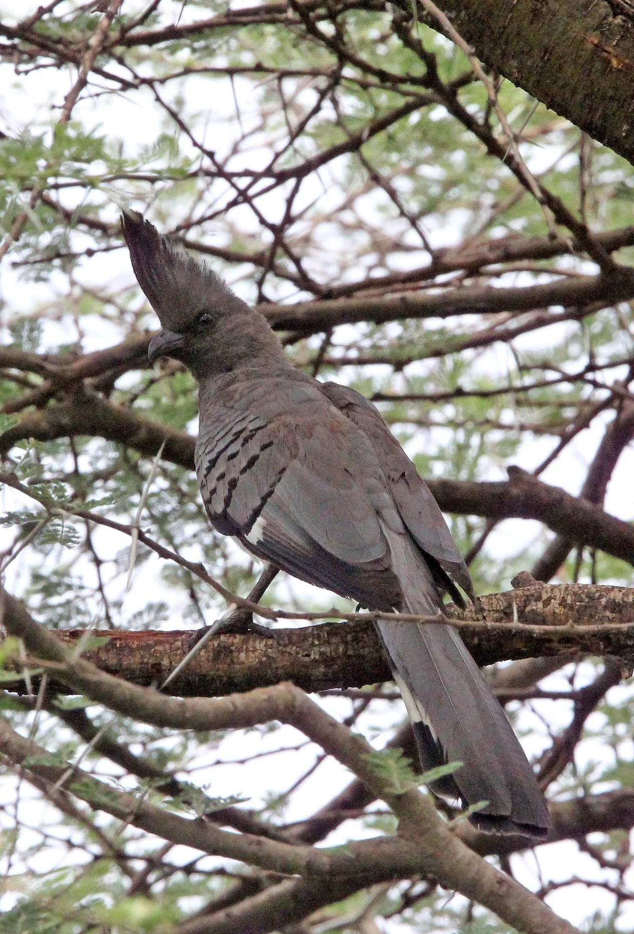 White-bellied Go-away-bird (Crinifer leucogaster) Awash NP Ethiopia (1).JPG