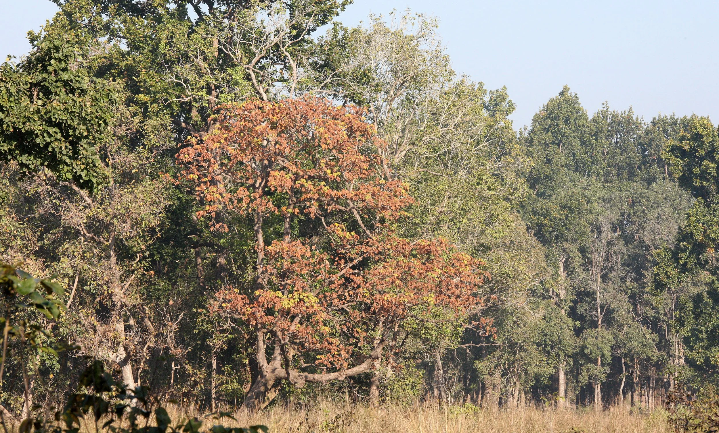 MADHYA PRADESH - KANHA NATIONAL PARK MADHYA PRADESH INDIA (17).JPG