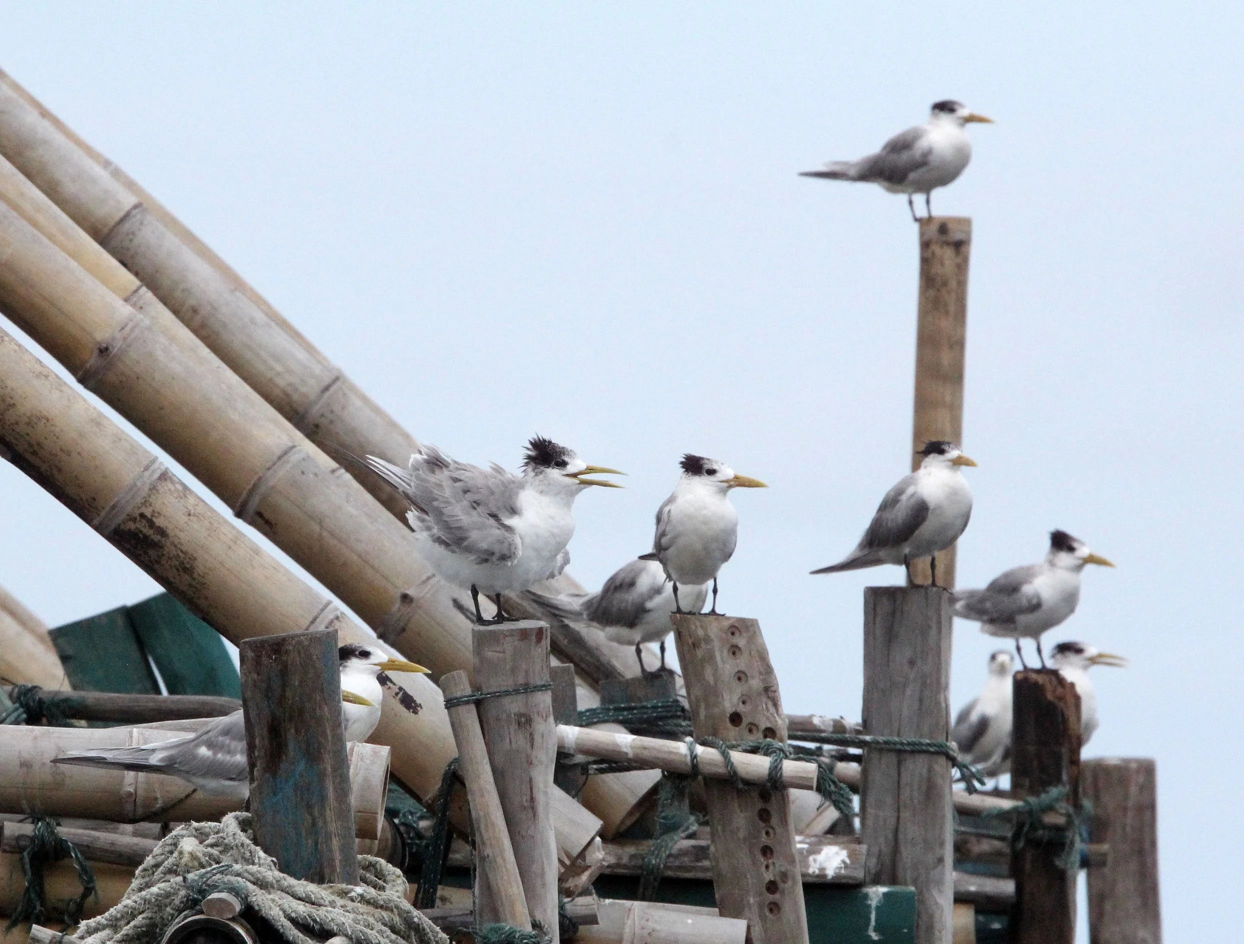 BIRD - TERN - GREAT CRESTED TERN - STERNA BERGII - UJUNG KULON NATIONAL PARK - JAVA BARAT INDONESIA (4).JPG
