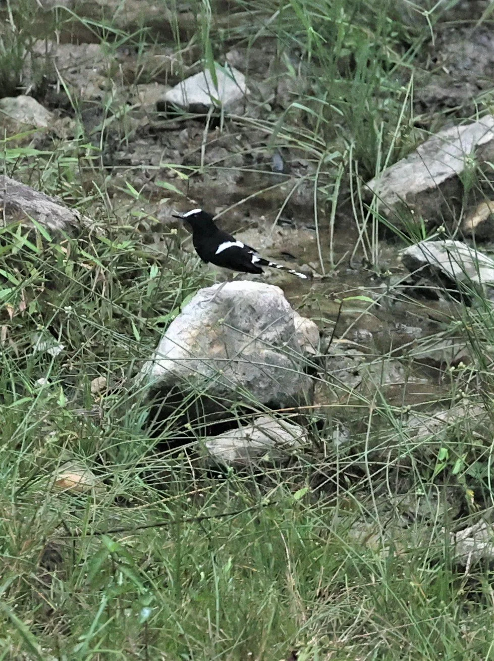 Enicurus leschenaulti - WHITE-CROWNED FORKTAIL - TAMAN NEGARA MALAYSIA JUNE 2022 (21)A.jpg