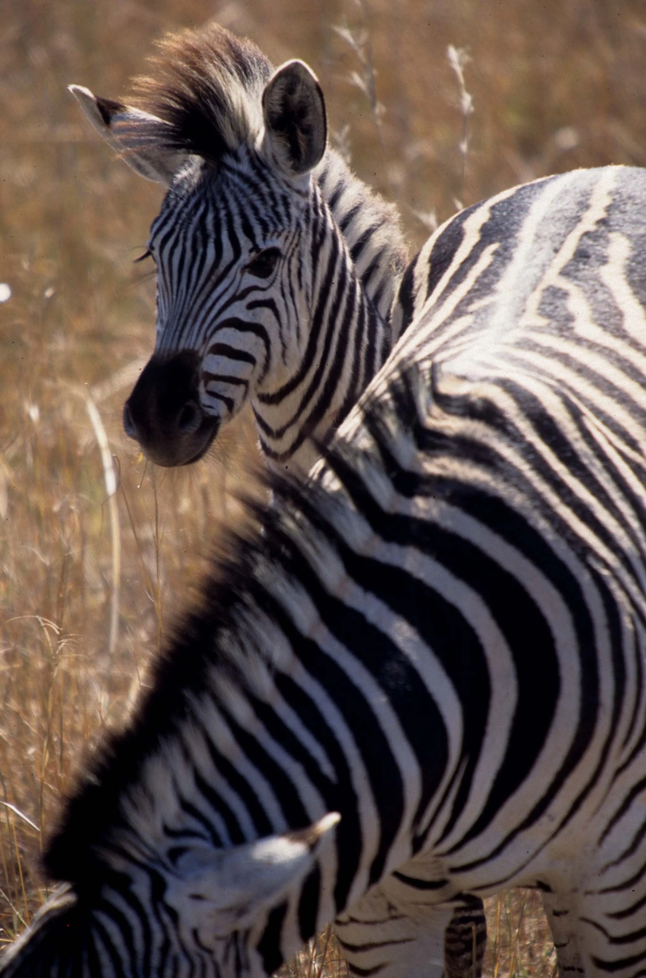 EQUIN - ZEBRA - COMMON - SERENGETI (14).jpg
