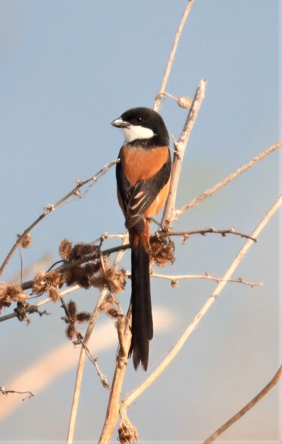 Long-tailed Shrike (Lanius schach) Lumtakong Lake Pak Chong (5).jpg
