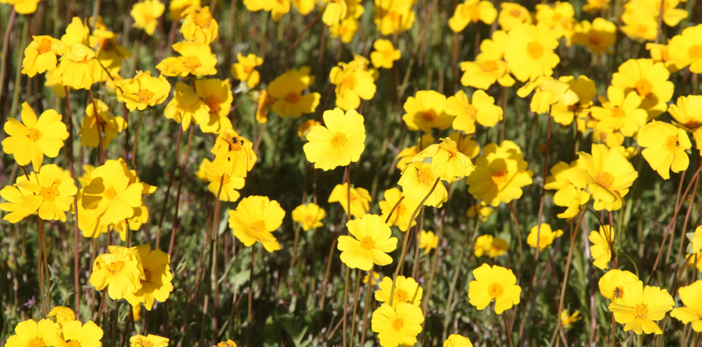 ASTERACEAE - COREOPSIS BIGELOVII - TICKSEED - CARRIZO PLAIN NATIONAL MONUMENT CALIFORNIA (3).JPG