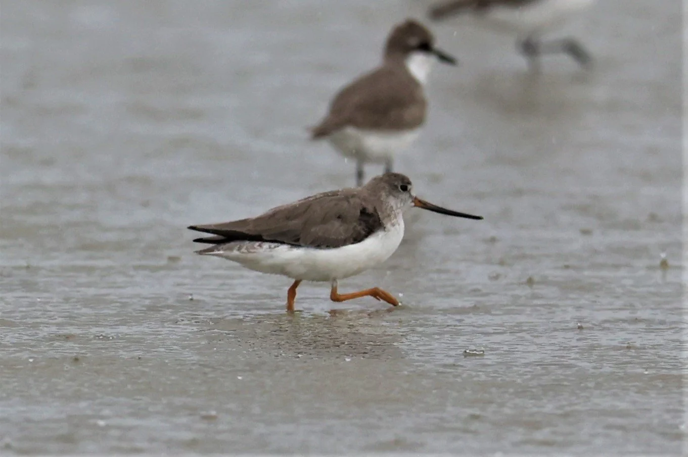 SANDPIPER - TEREK SANDPIPER - Xenus cinereus - PAK THALE 16 & 19 OCTOBER 2021 (14).jpg