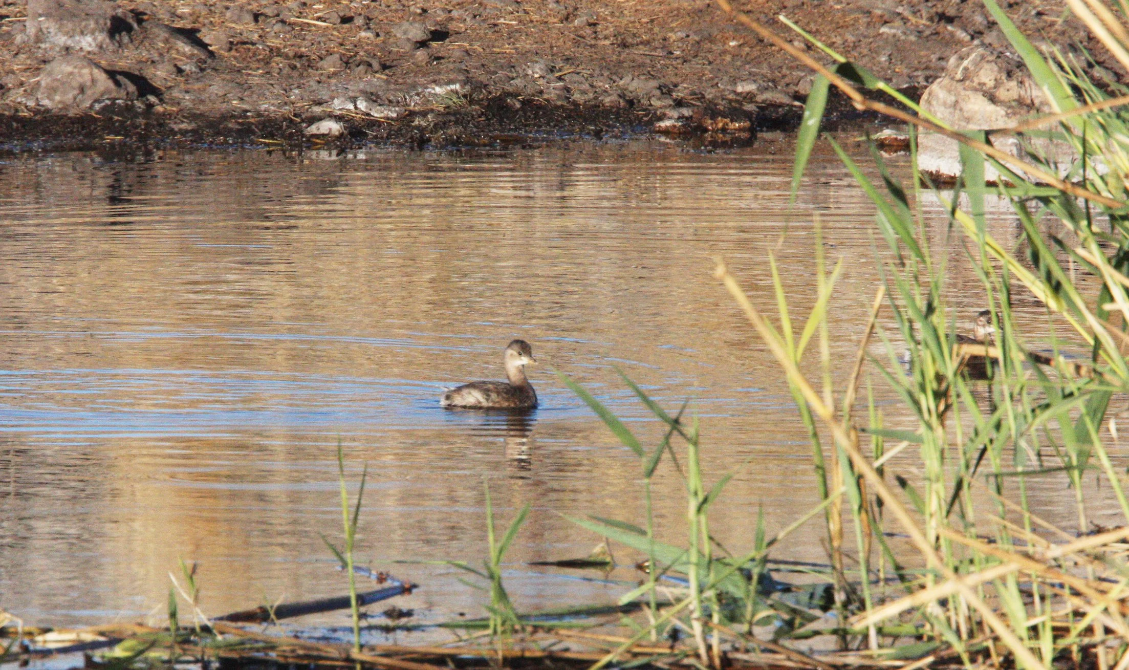 Little Grebe (Tachybaptus ruficollis) Etosha NP Namibia (2).JPG