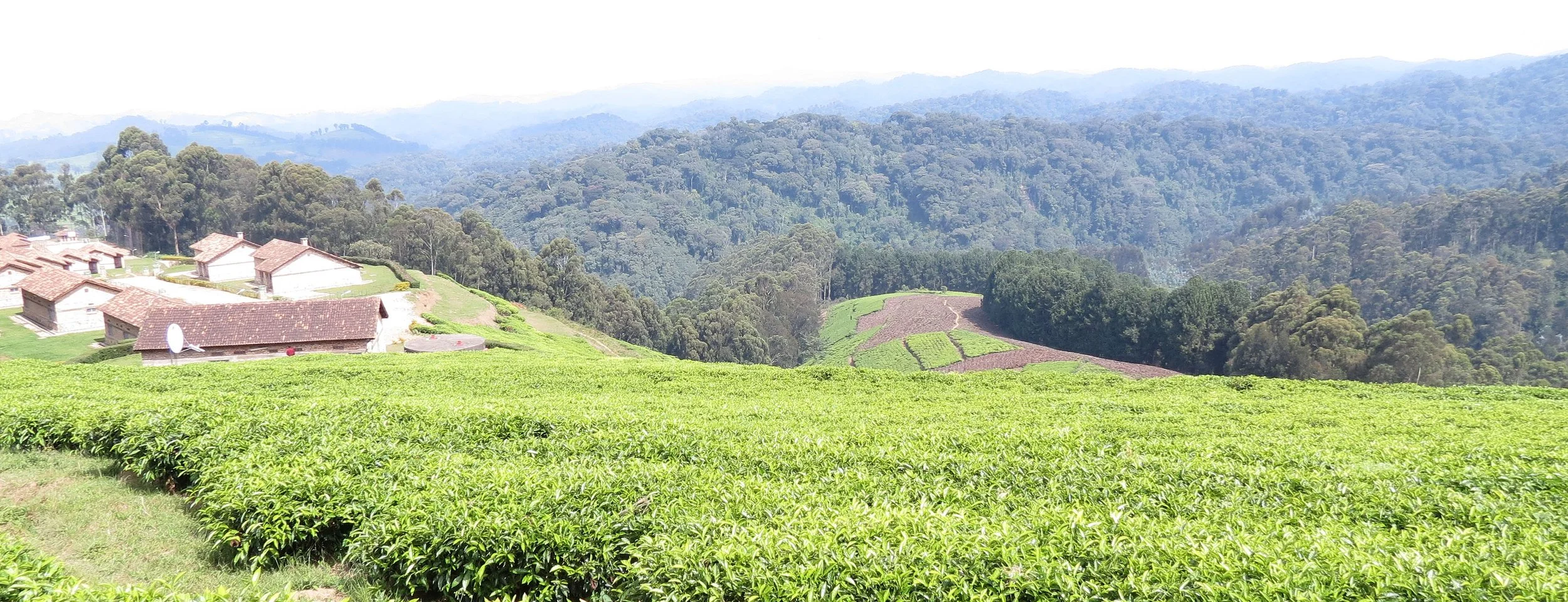 NYUNGWE NATIONAL PARK RWANDA (579).JPG