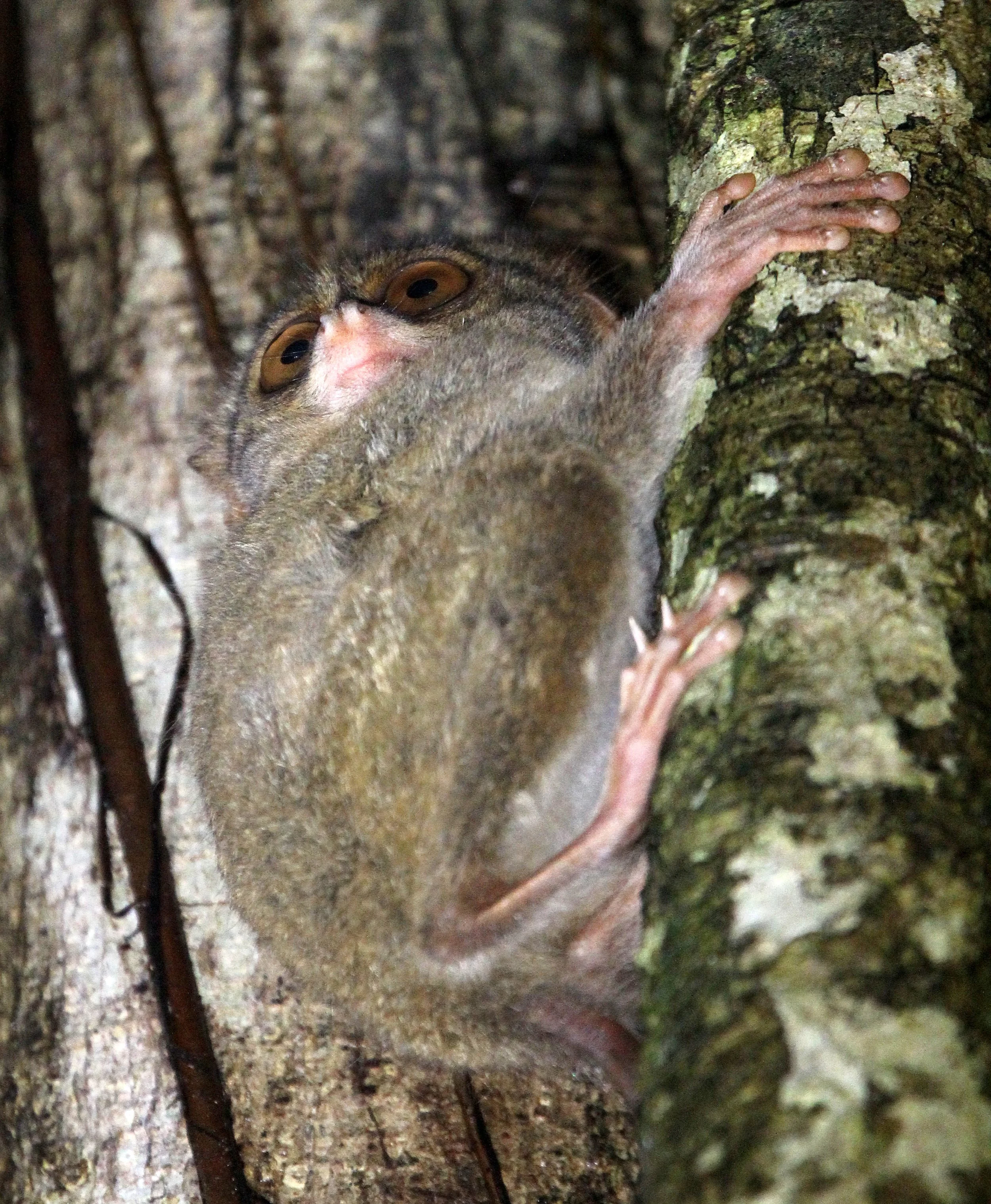 TARSIIDAE - Tarsius tarsier - SELAYAR (SPECTRAL) TARSIER - TANGKOKO NATIONAL PARK SULAWESI INDONESIA (69).JPG