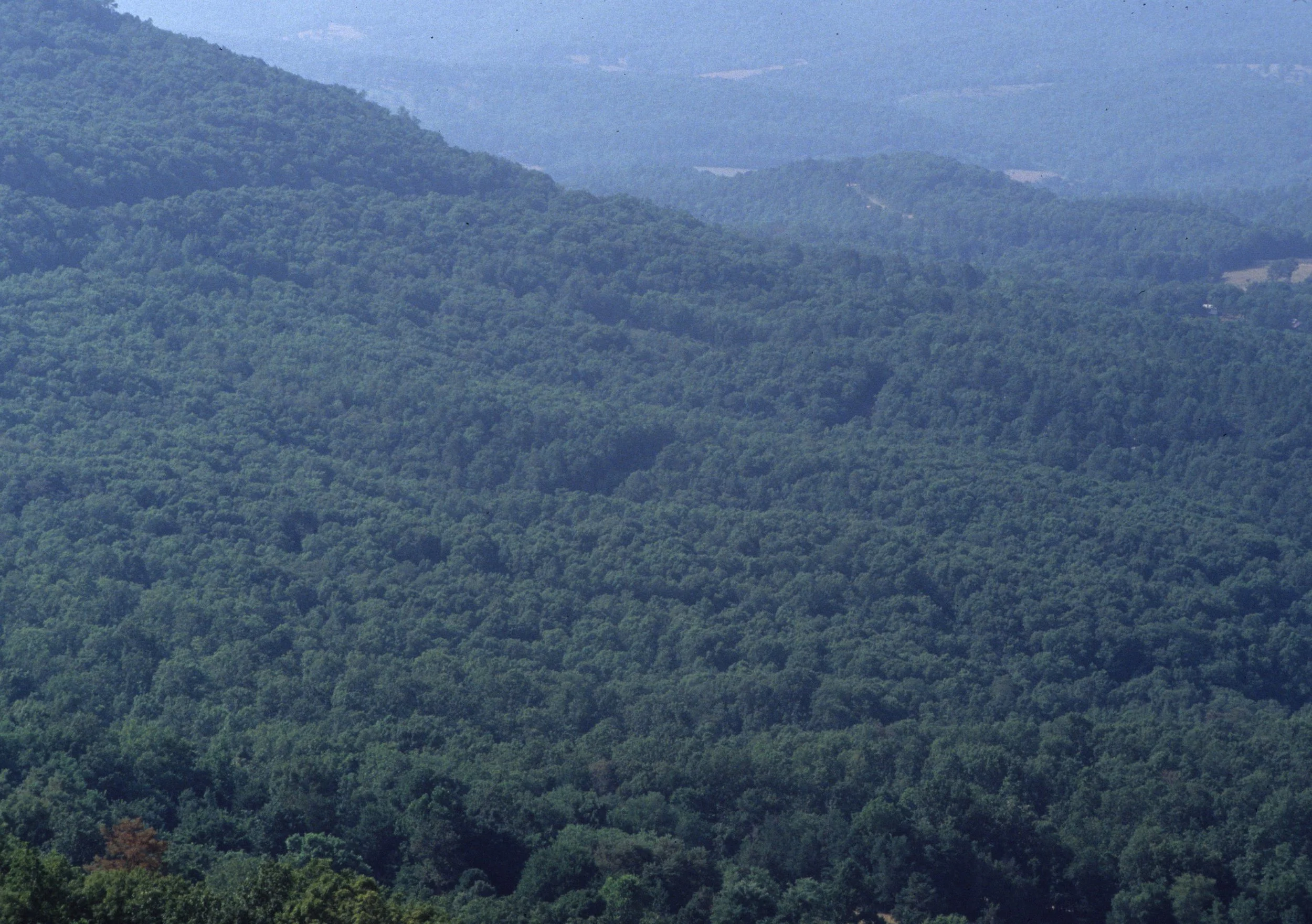 ARKANSAS - HARDWOOD FOREST COMMUNITY C.jpg