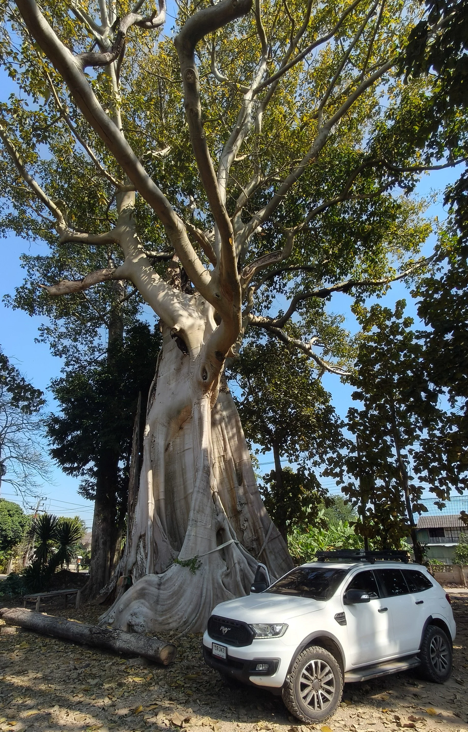Giant Ficus Tree - Western Phayao Province (12).jpg