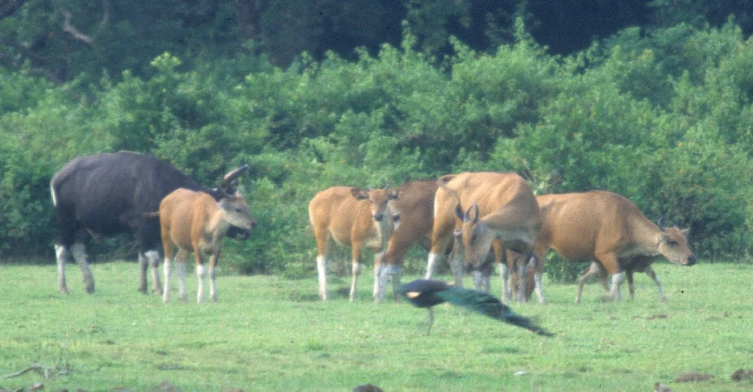 BOVID - BANTENG - UJON KULONG JAVA (4).jpg