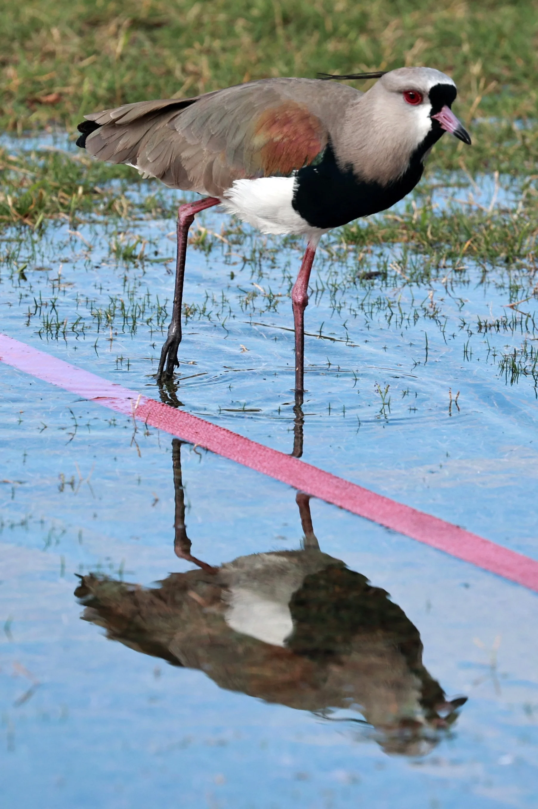 Southern lapwing (Vanellus chilensis) Superagüi National Park, Brazil (3).jpg