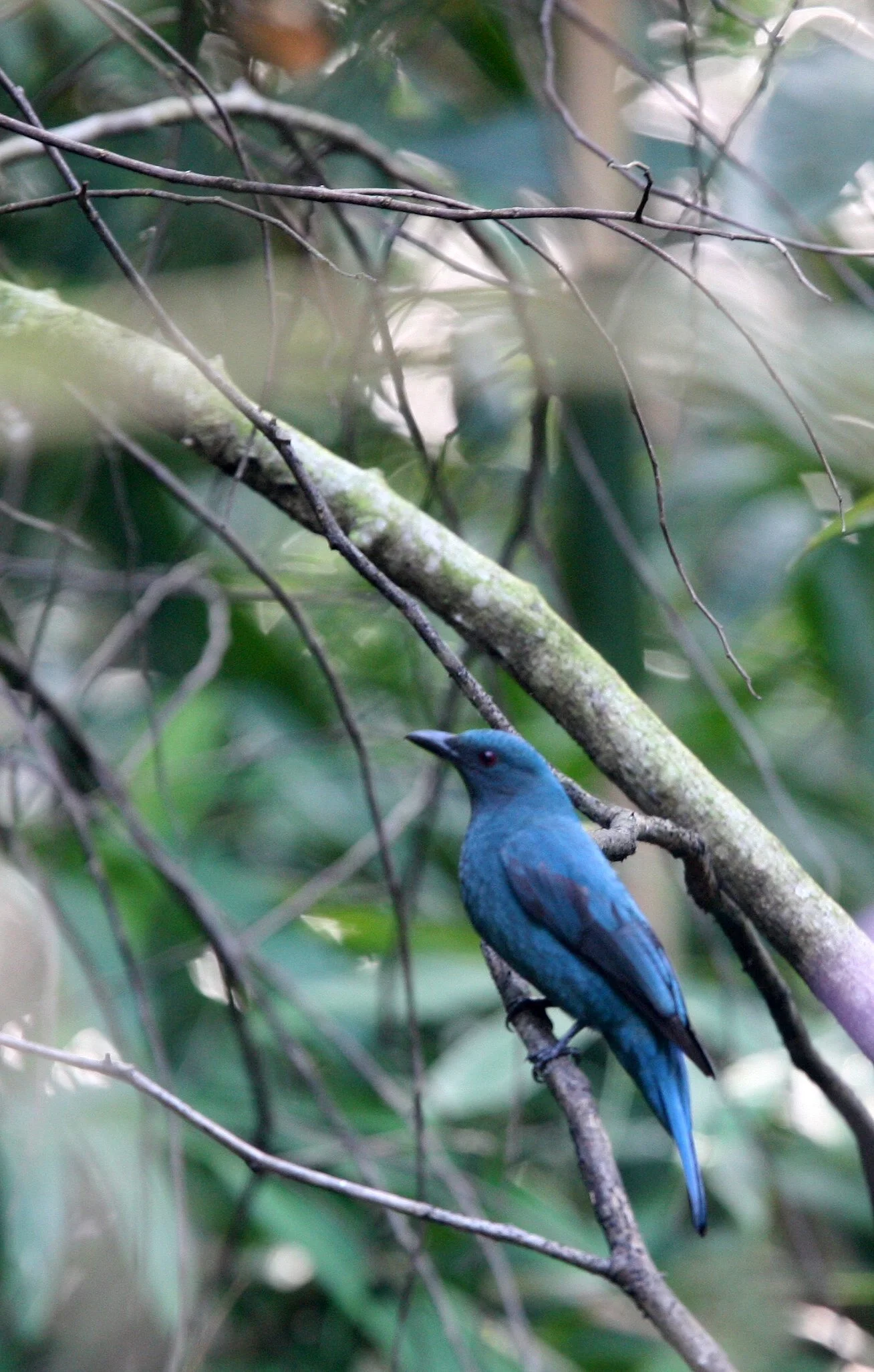 ASIAN FAIRY BLUEBIRD - Irena puella - KAENG KRACHAN NP (10).JPG