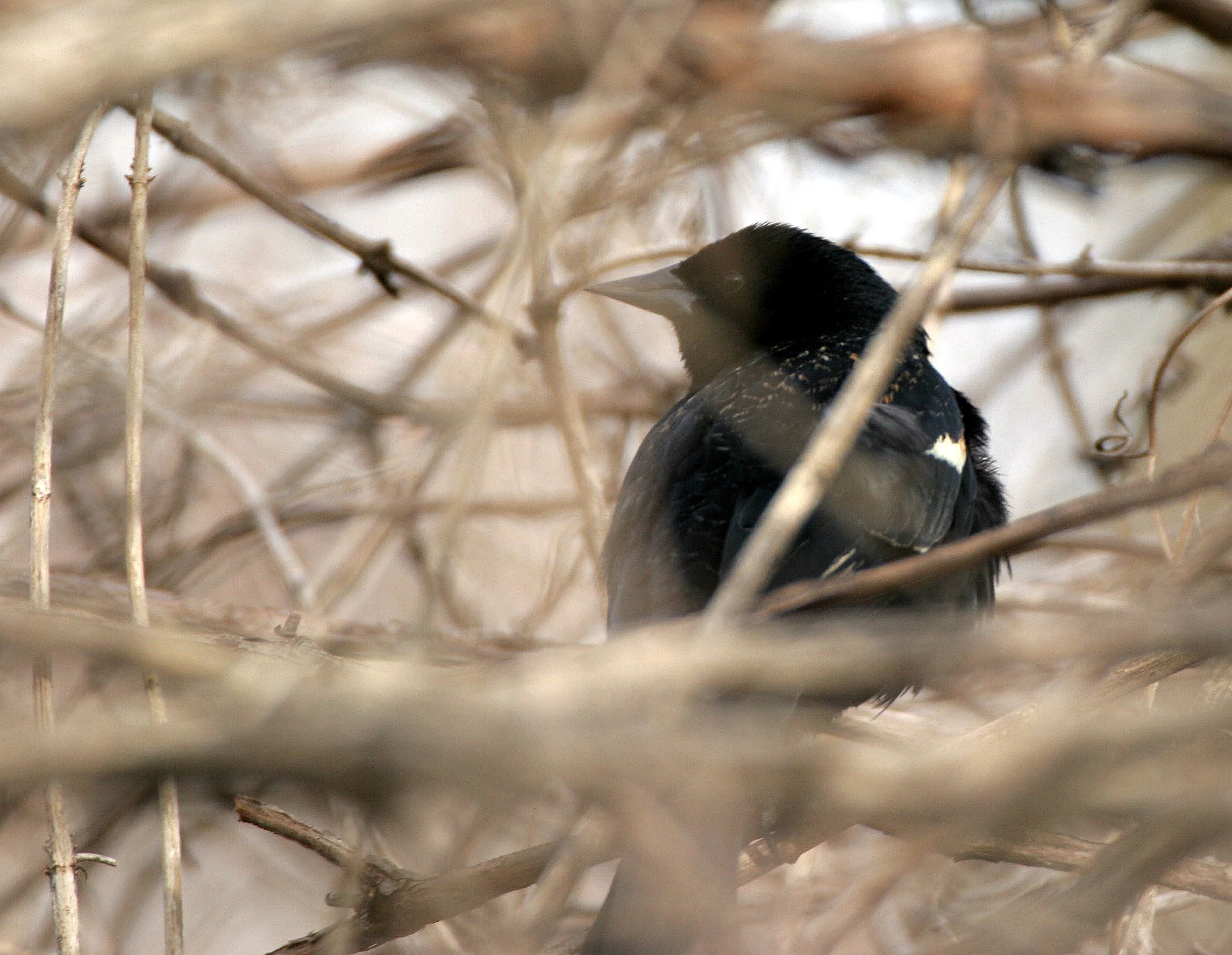 Red-winged Blackbird (Agelaius phoeniceus) Lincoln Marsh Wheaton Illinois (5).JPG