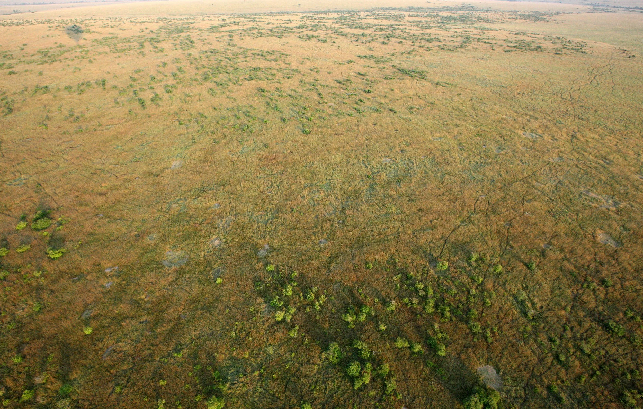 MASAI MARA NATIONAL PARK KENYA (110).JPG