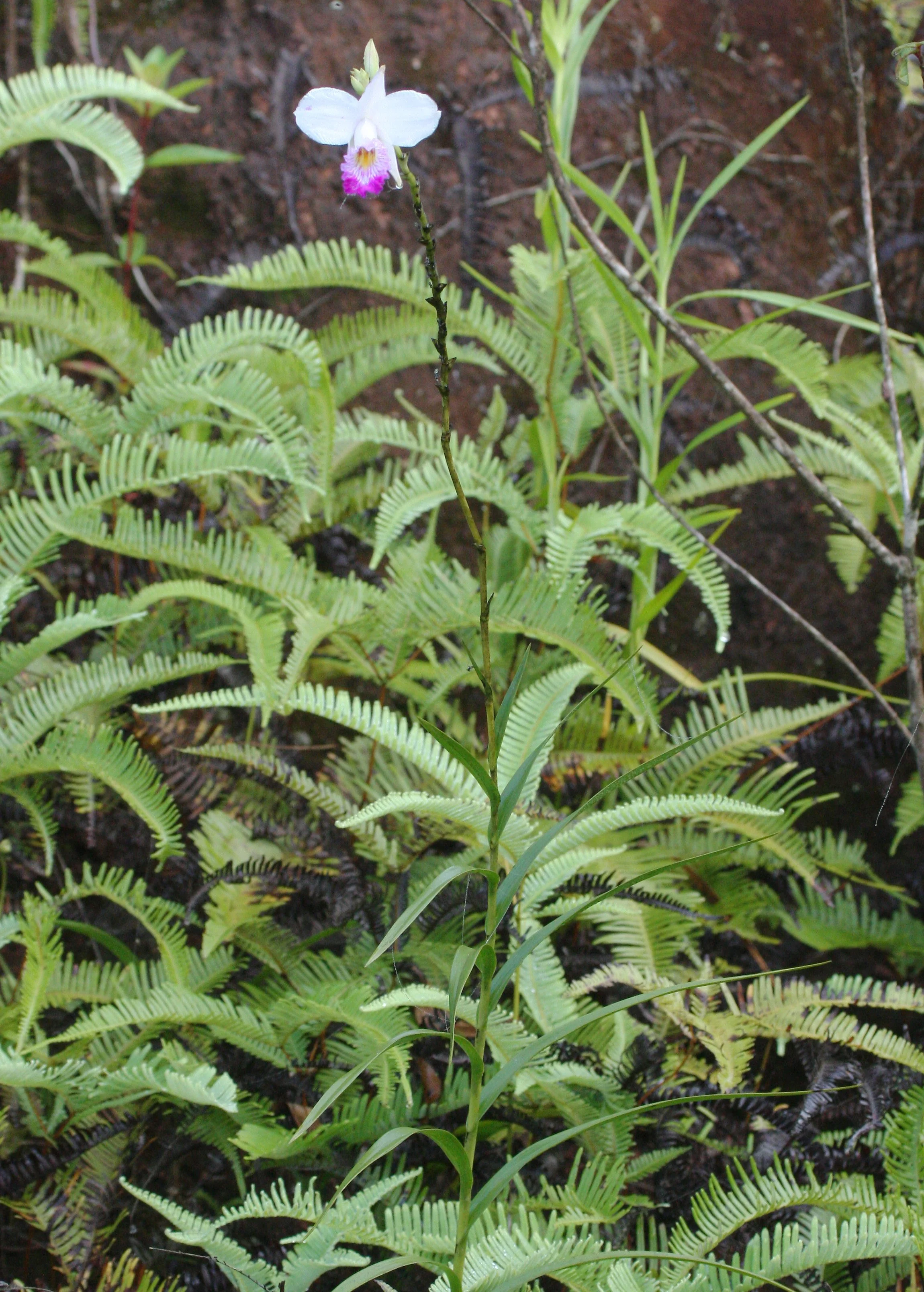 KRUNG CHIN NP - ORCHID SPECIES (3).JPG