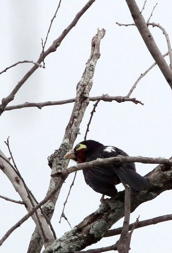 BARBET - DOUBLE-TOOTHED BARBET - Pogonornis bidentatus - LANGANO LAKE ETHIOPIA (2).JPG