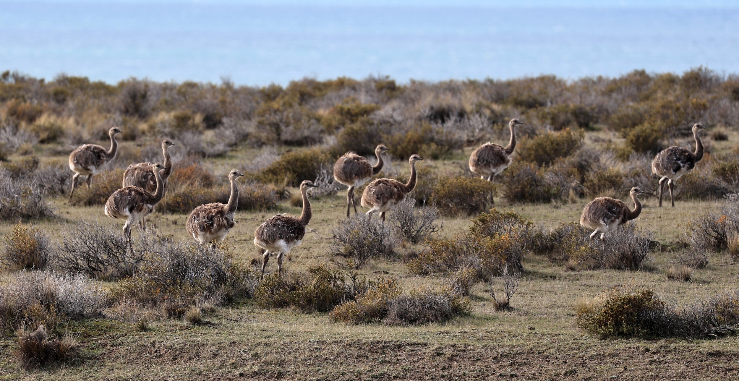 Lesser or Darwin's  Rhea (Rhea pennata) Valdes Peninsula, Chubut Province, Argentina Day 2 (31).jpg