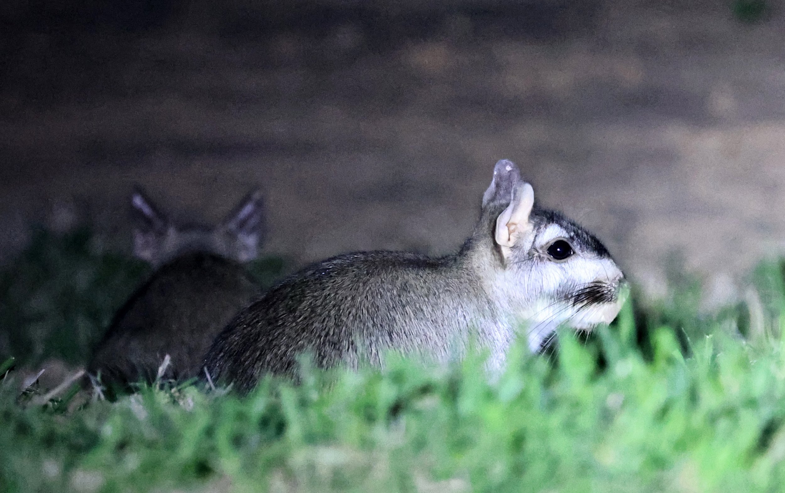Plains Vizcacha (Lagostomus maximus) Reserva Natural Canada el Carmen, Paraguay  (54).jpg