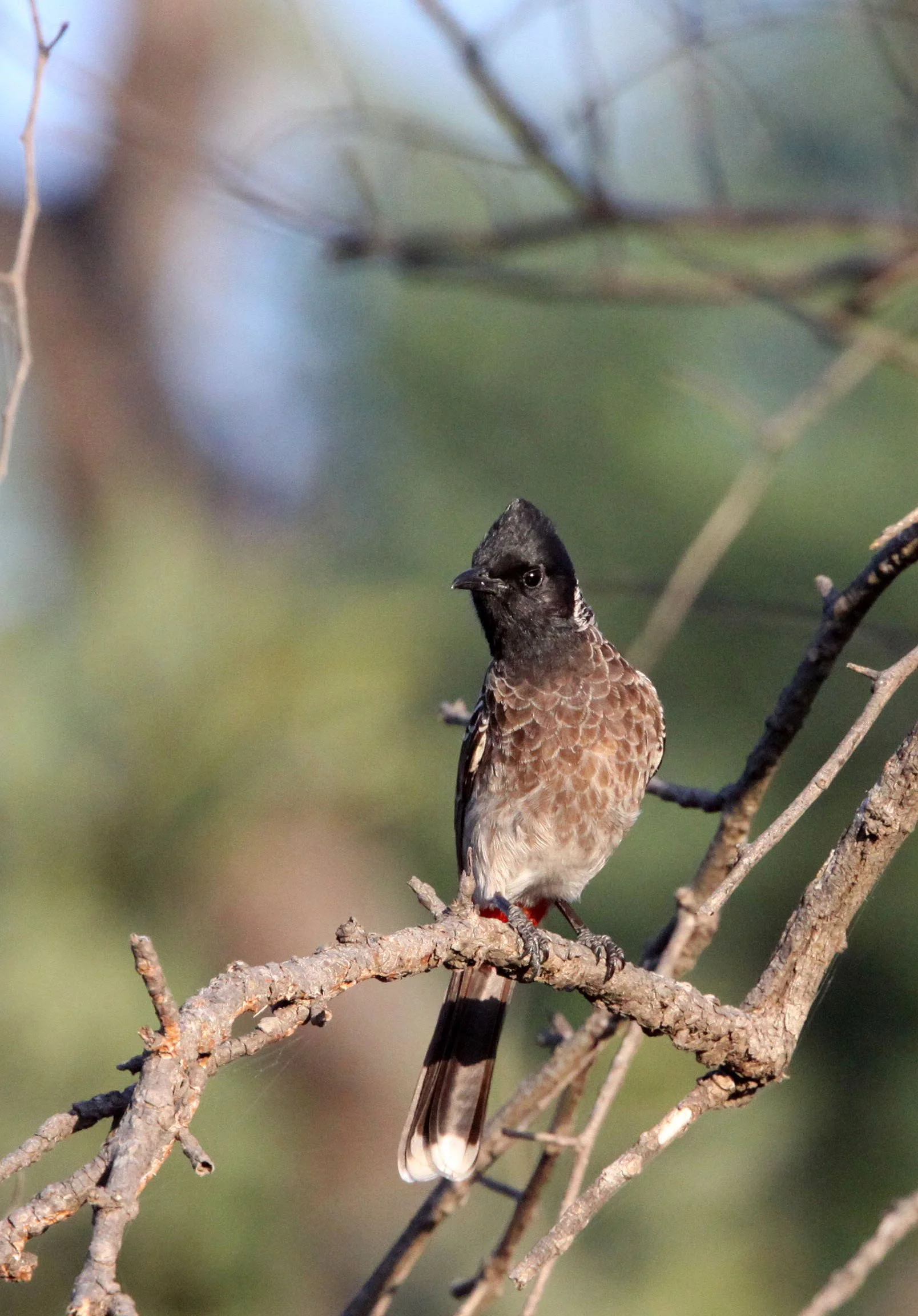 BULBUL - RED-VENTED BULBUL - Pycnonotus cafer - GIR FOREST GUJARAT INDIA (2).JPG
