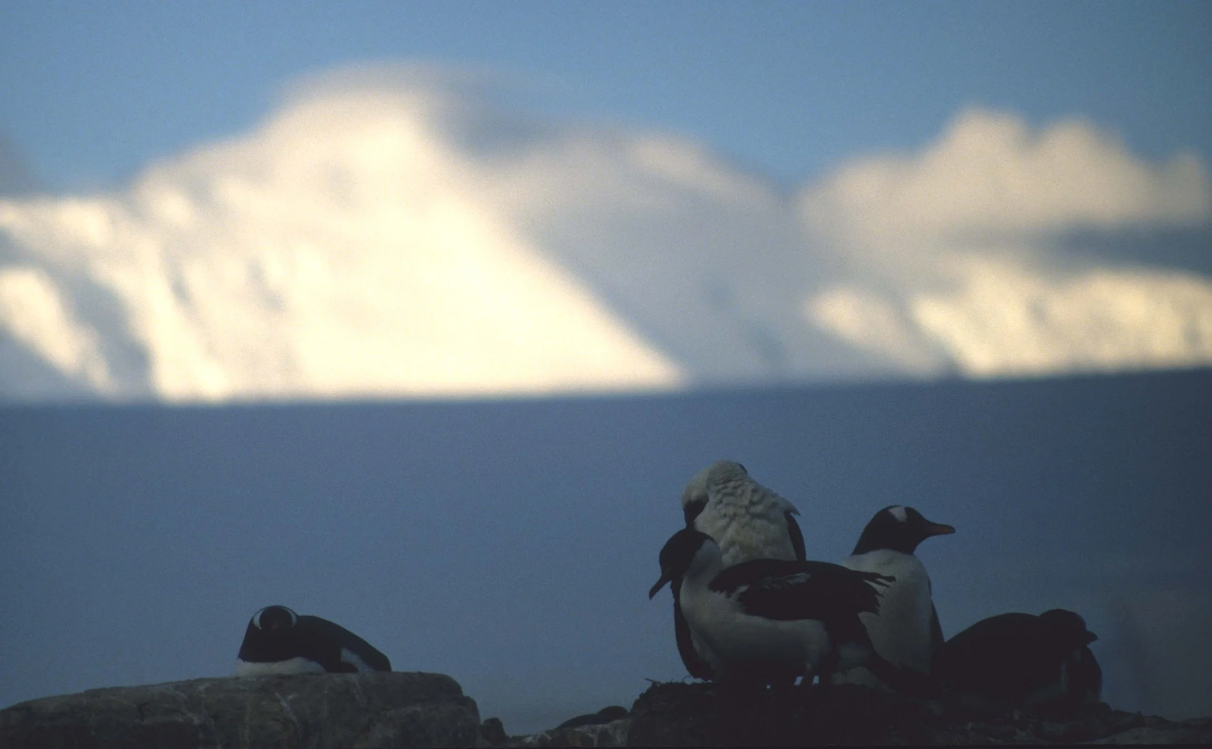 Gentoo Penguin (Pygoscelis papua) Danco Island Antarctic Peninsula (27).jpg