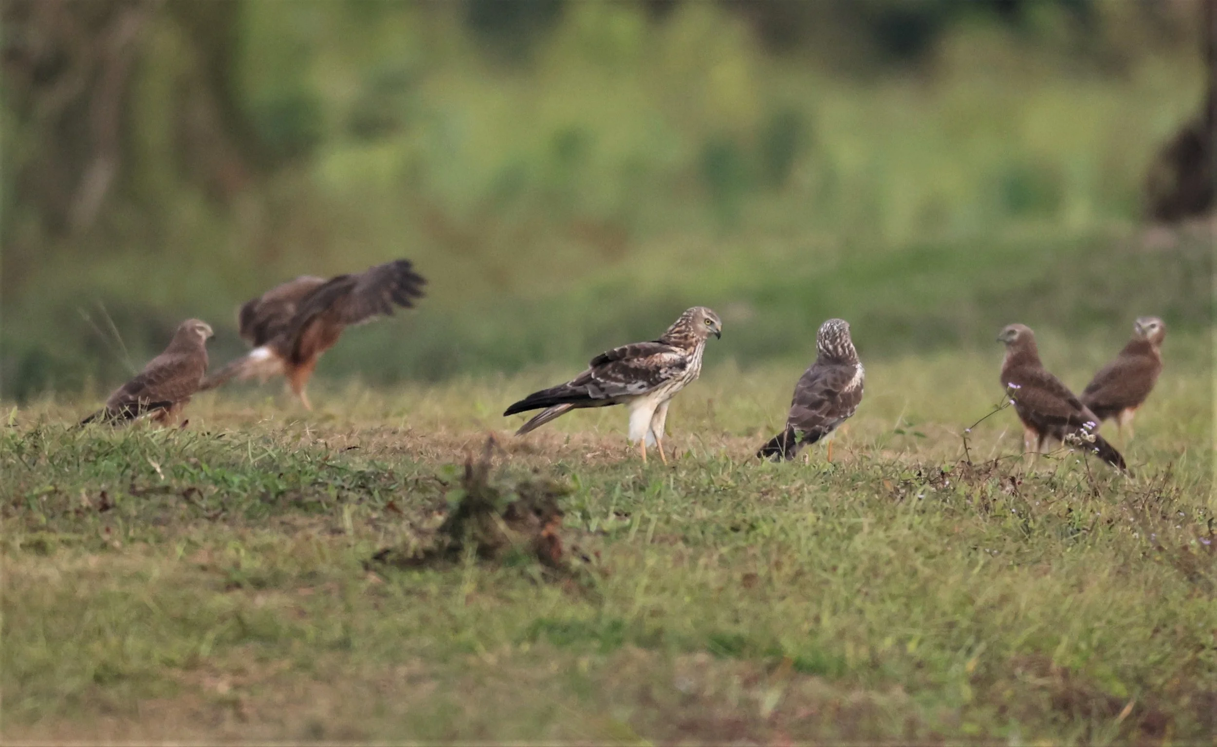 HARRIER - PIED HARRIER - Circus melanoleucos - YONOK CHIANG SAEN CHIANG RAI - ROOST (74).JPG