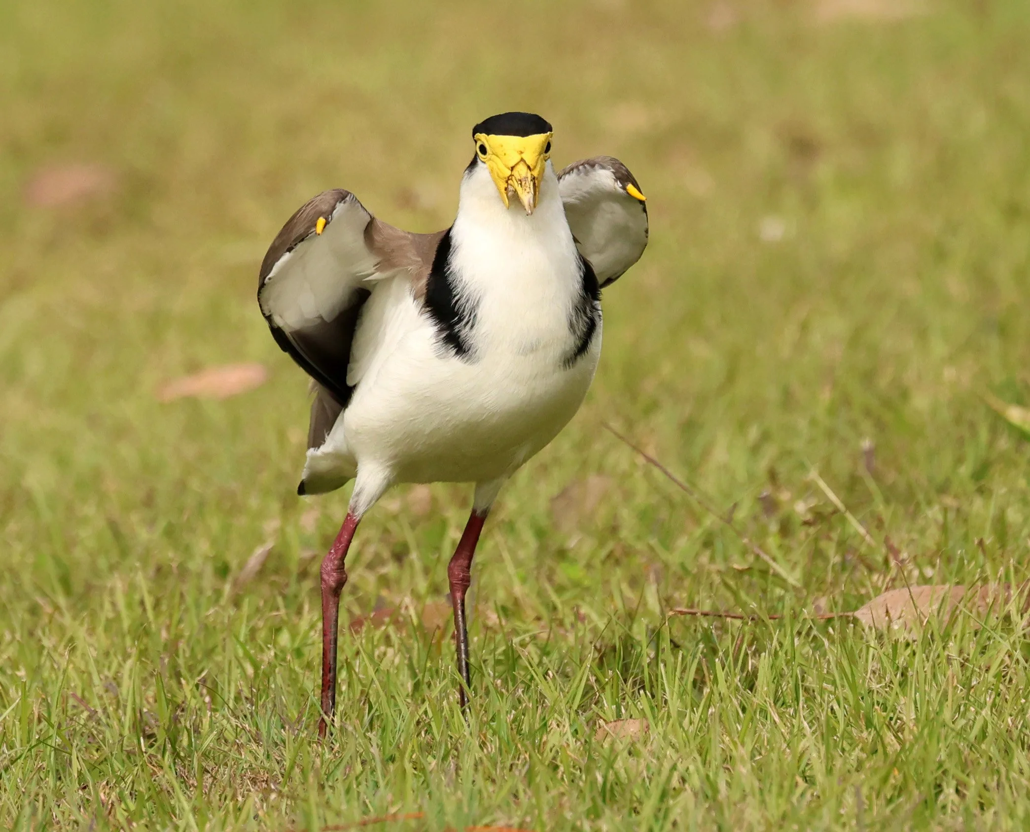 Masked Lapwing (Vanellus miles) Canungra near Lamington NP - Queensland (32).jpg
