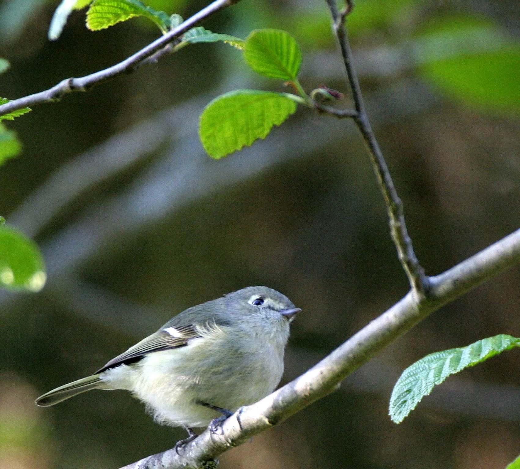 Hutton's Vireo (Vireo huttoni) Lake Farm Olympic Peninsula Washington (34).JPG