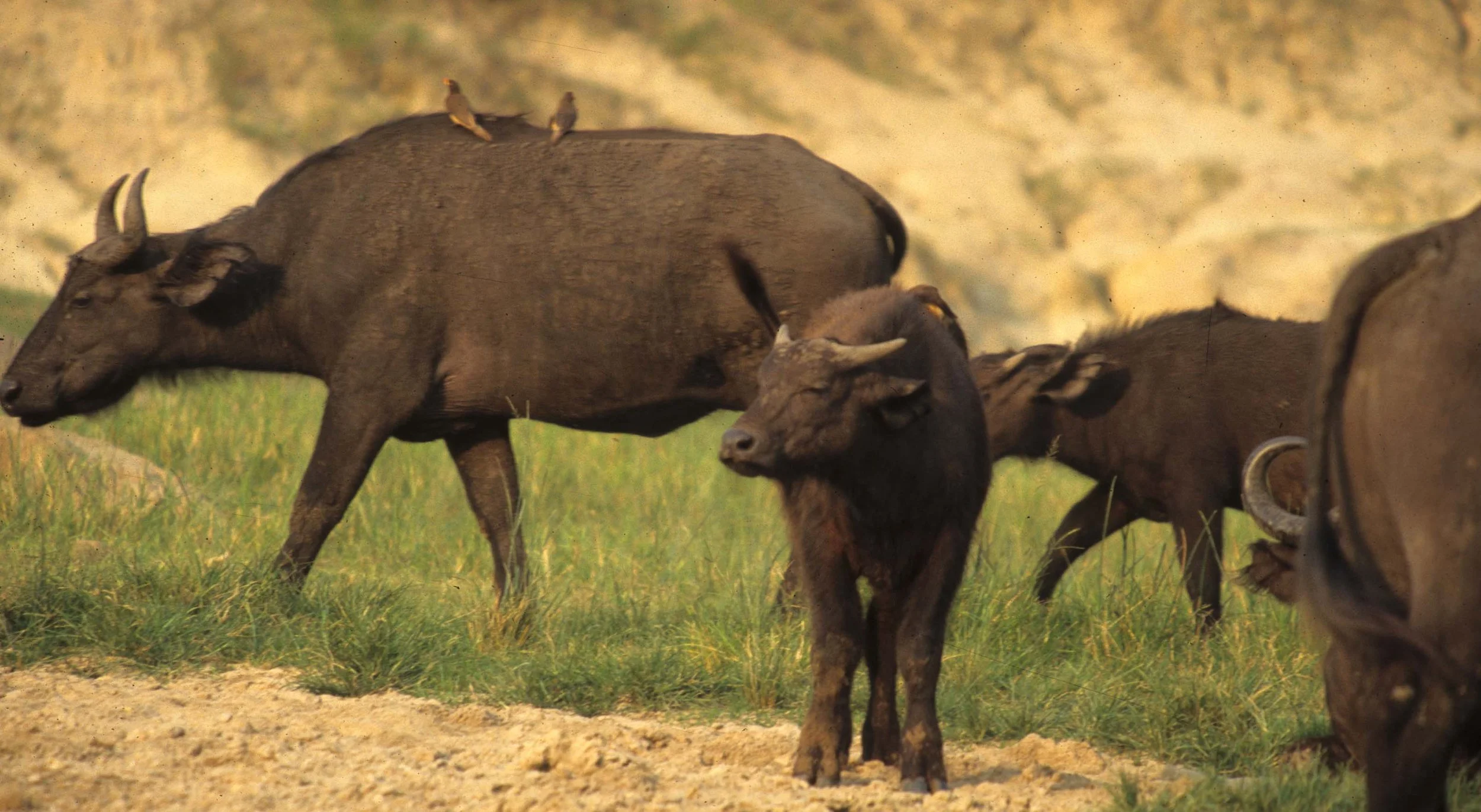BOVID - FOREST BUFFALO - UGANDA.jpg