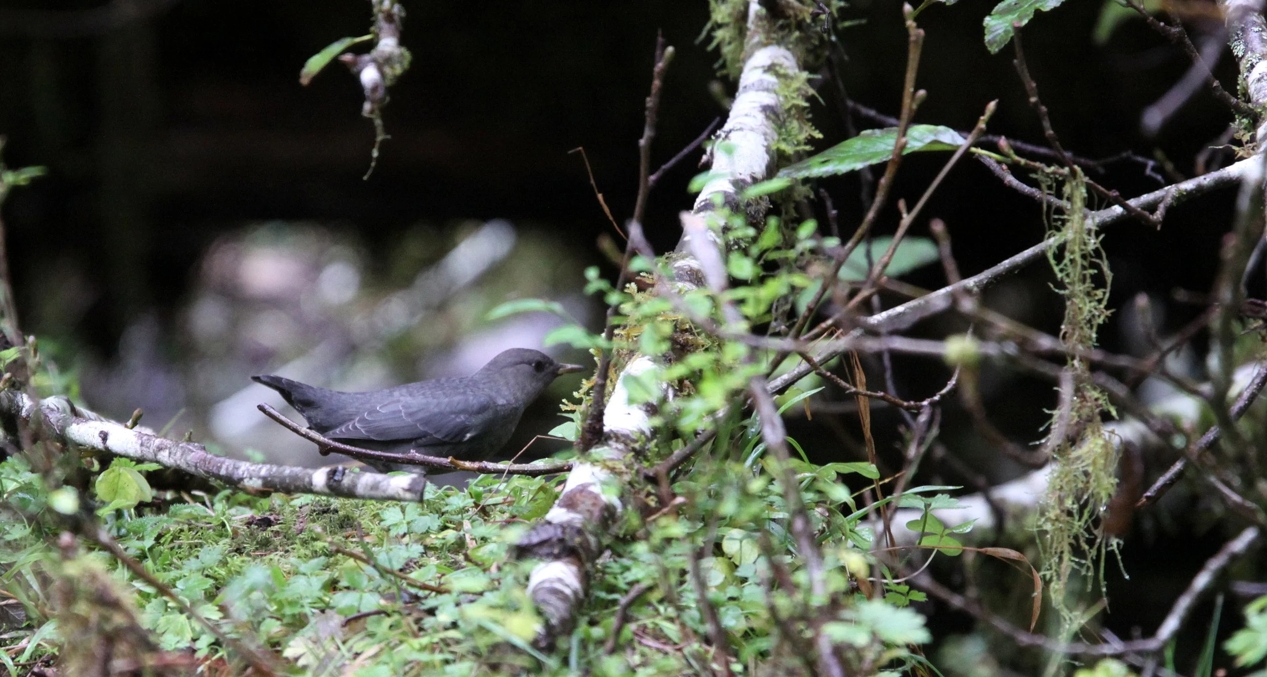 American dipper (Cinclus mexicanus) Hoh Rainforest Washington State (22).JPG