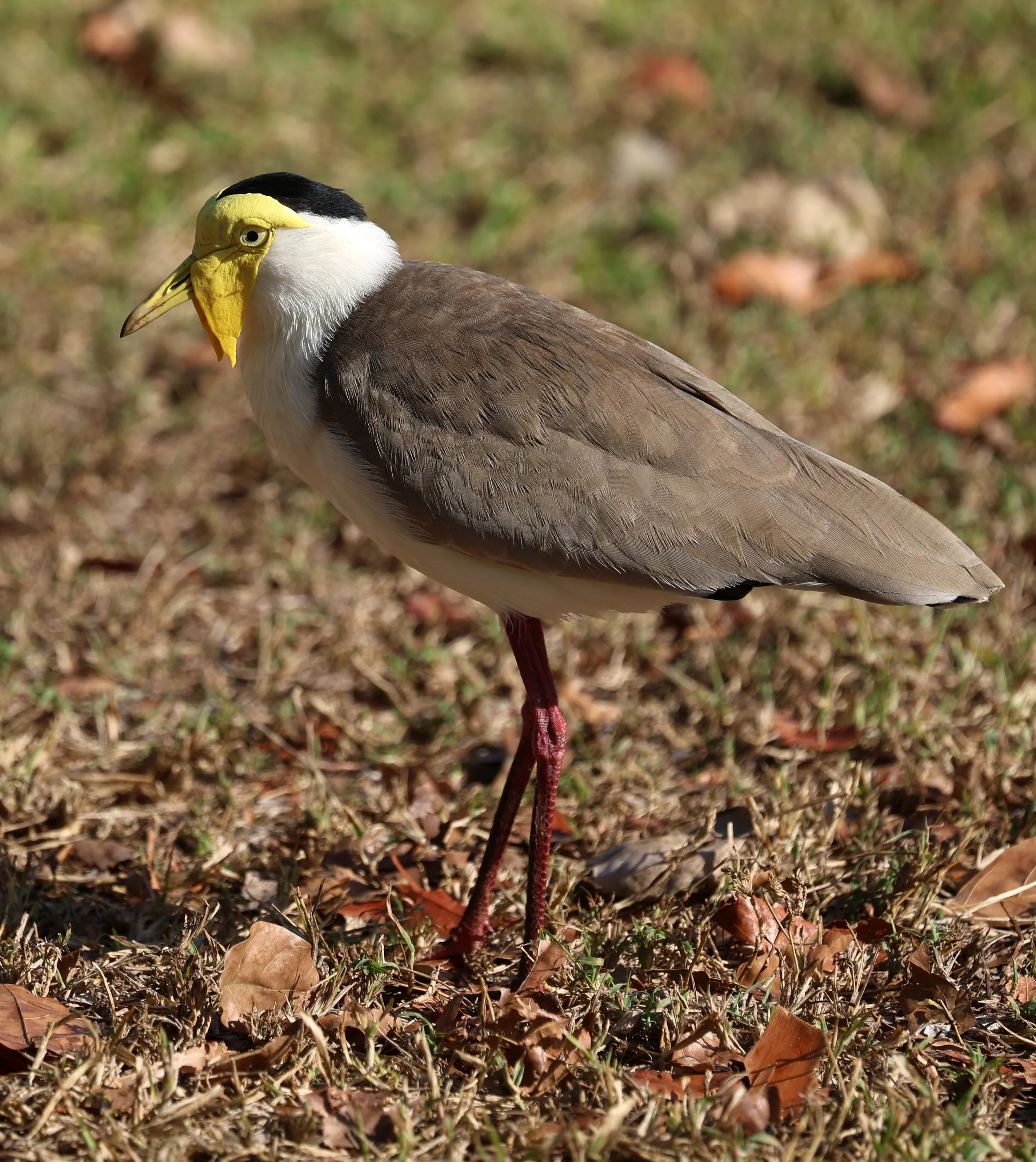 Masked Lapwing (Vanellus miles) Rottnest Island - Western Australia (5).jpg