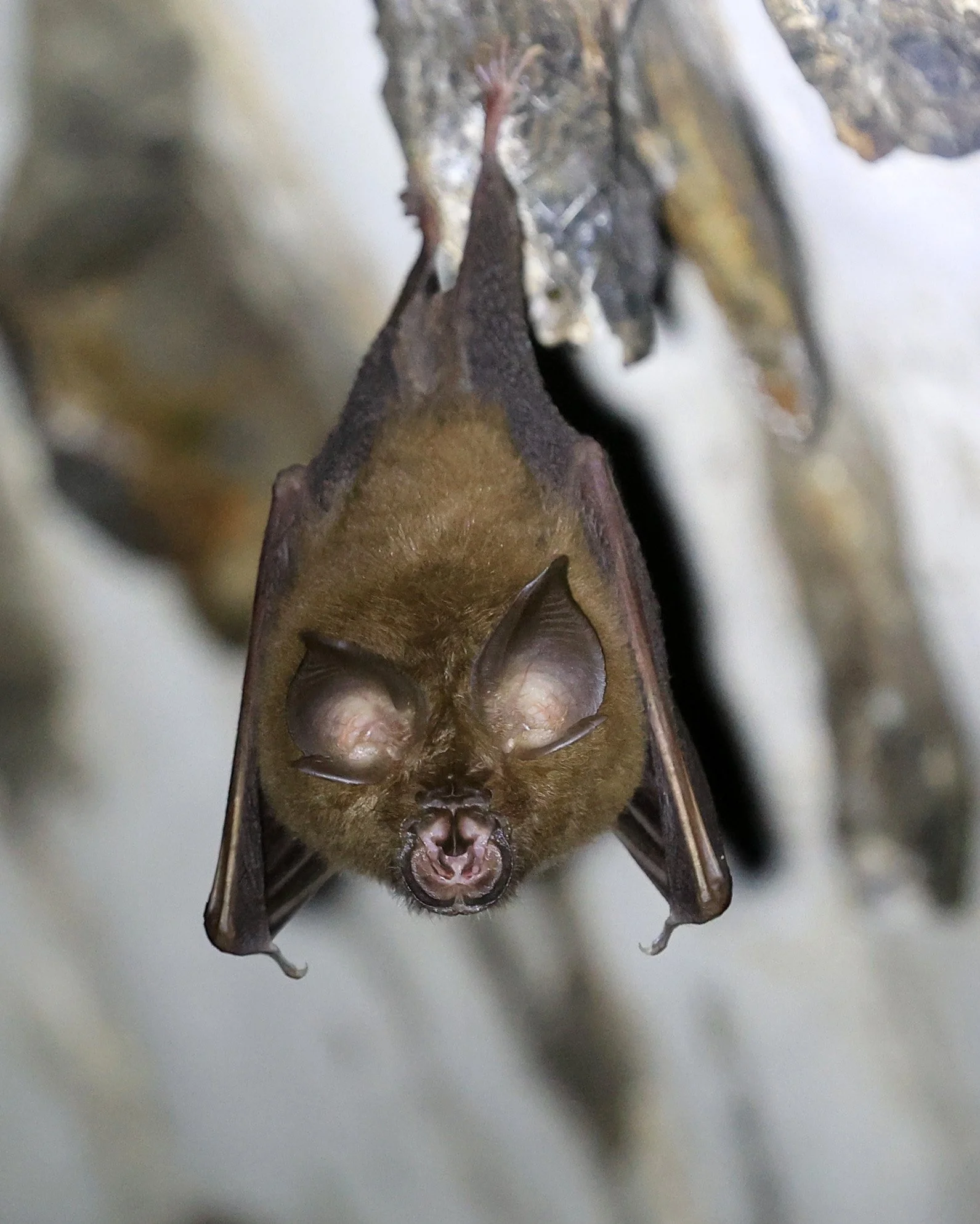 Pearson’s Horseshoe Bat (Rhinolophus pearsonii) Wat Sa Nam Sai Temple Pak Chong Thailand (10).jpg